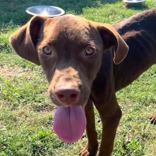 Enlarge Bewley, a Adoptable mixed breed in Hackett, AR image 3/3
