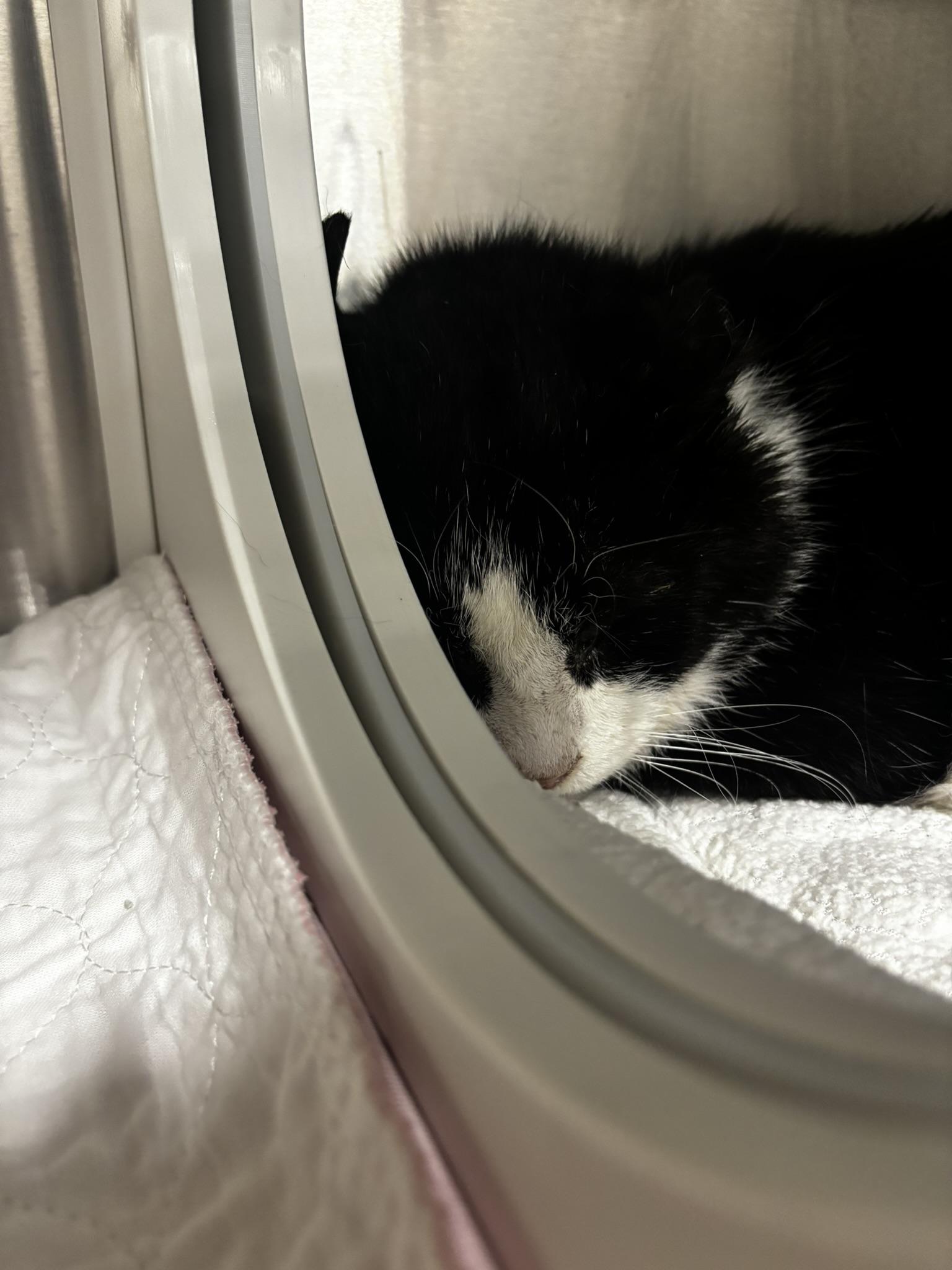 Enlarge RENNY, a ADOPTABLE Domestic Short Hair in Grand Rapids, MI image 3/4