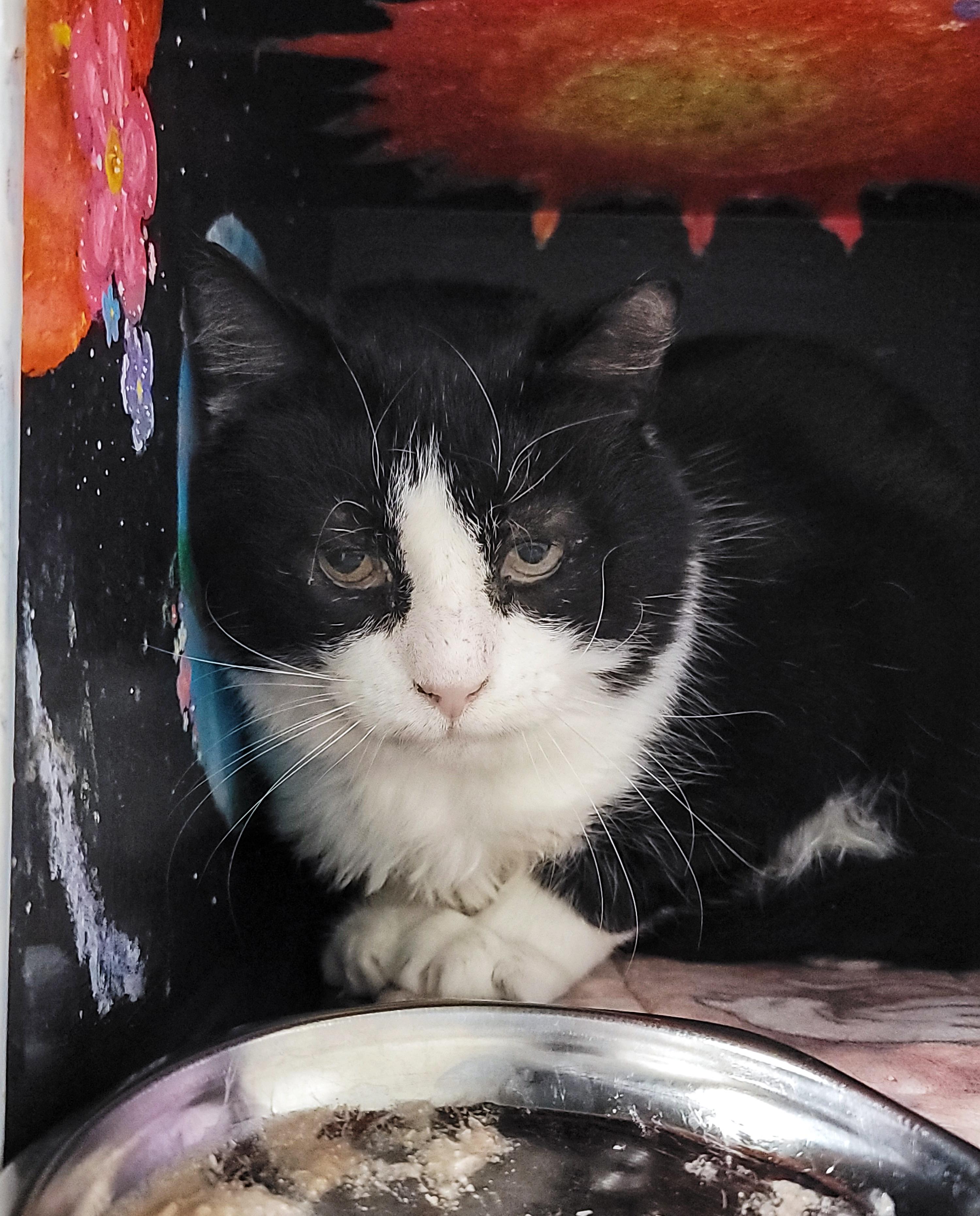 RENNY, ADOPTABLE, Adult Male Domestic Short Hair.