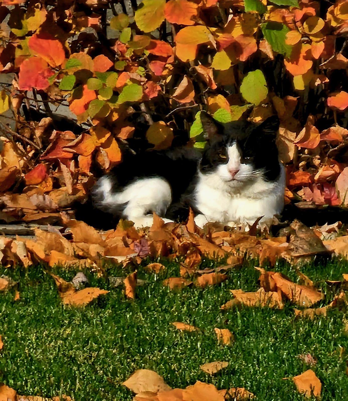 Enlarge RENNY, a ADOPTABLE Domestic Short Hair in Grand Rapids, MI image 2/4