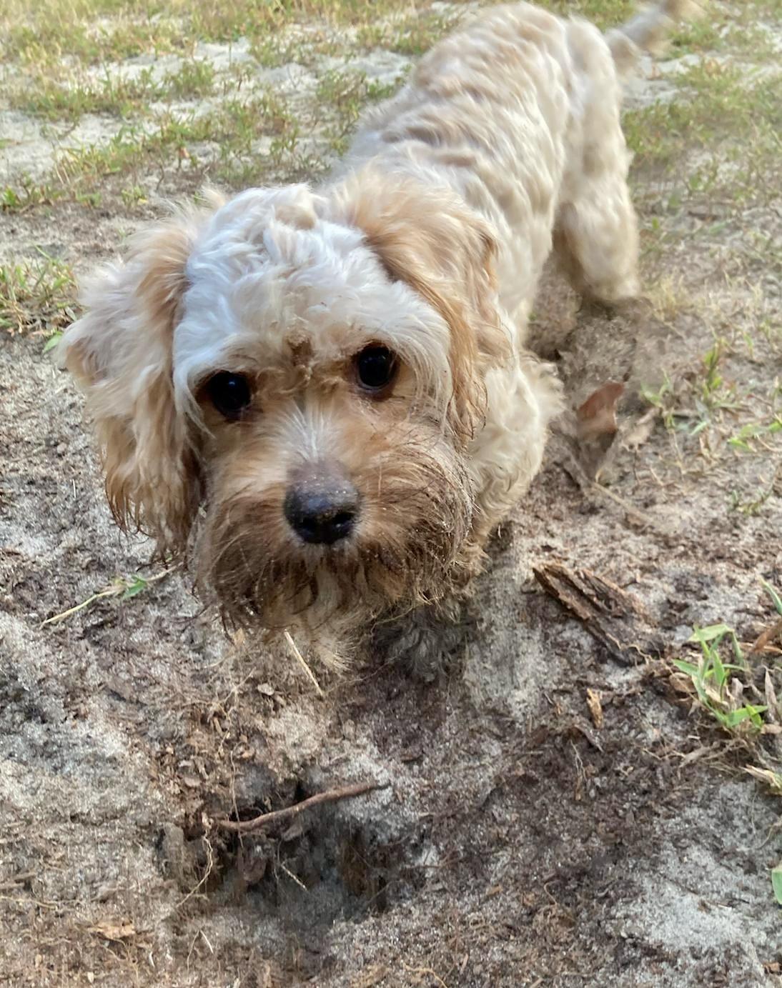 Silly, an adoptable Cockapoo in Hartsville, SC, 29550 | Photo Image 2