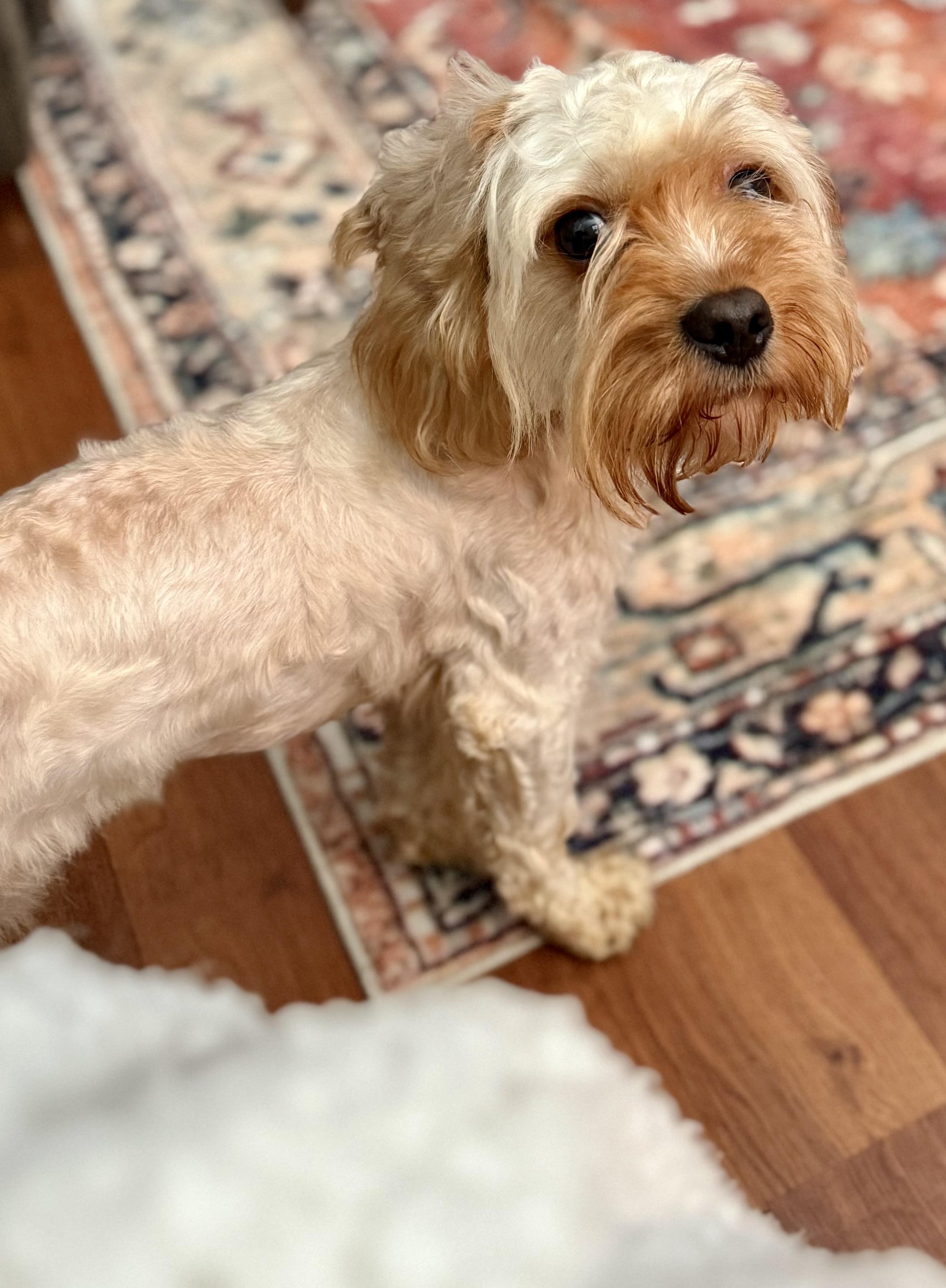 Silly, an adoptable Cockapoo in Hartsville, SC, 29550 | Photo Image 5