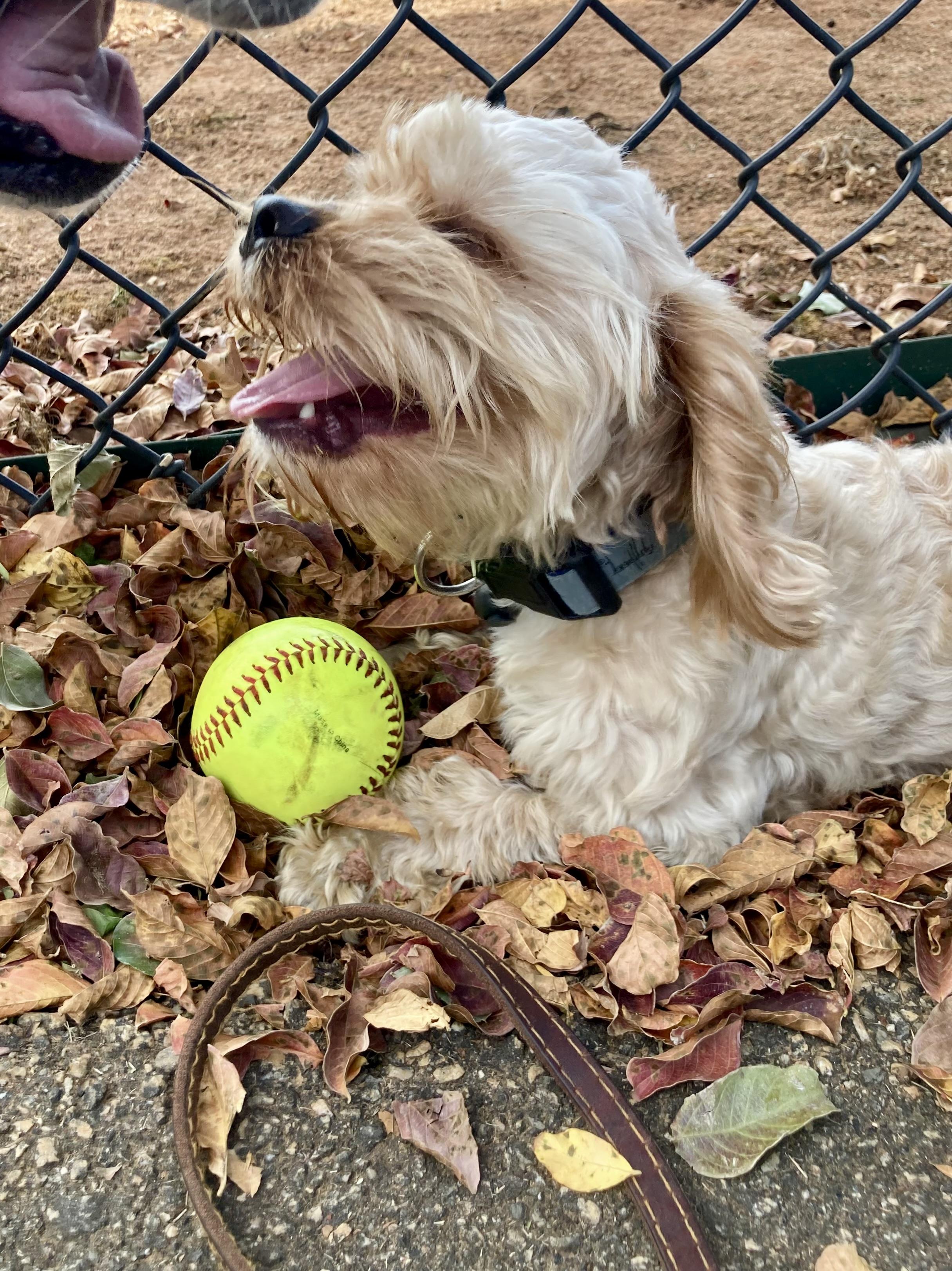 Silly, an adoptable Cockapoo in Hartsville, SC, 29550 | Photo Image 4