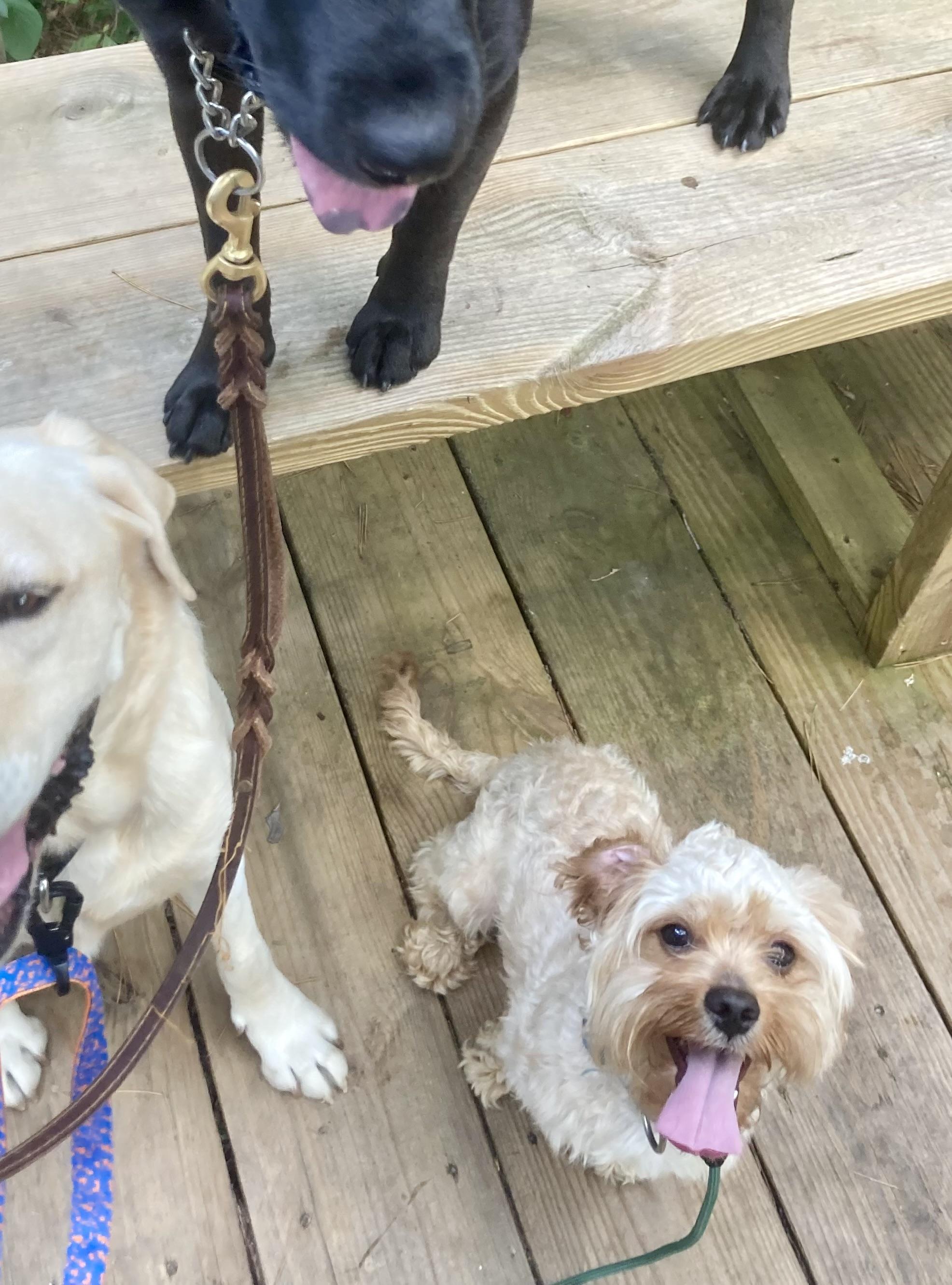 Silly, an adoptable Cockapoo in Hartsville, SC, 29550 | Photo Image 3