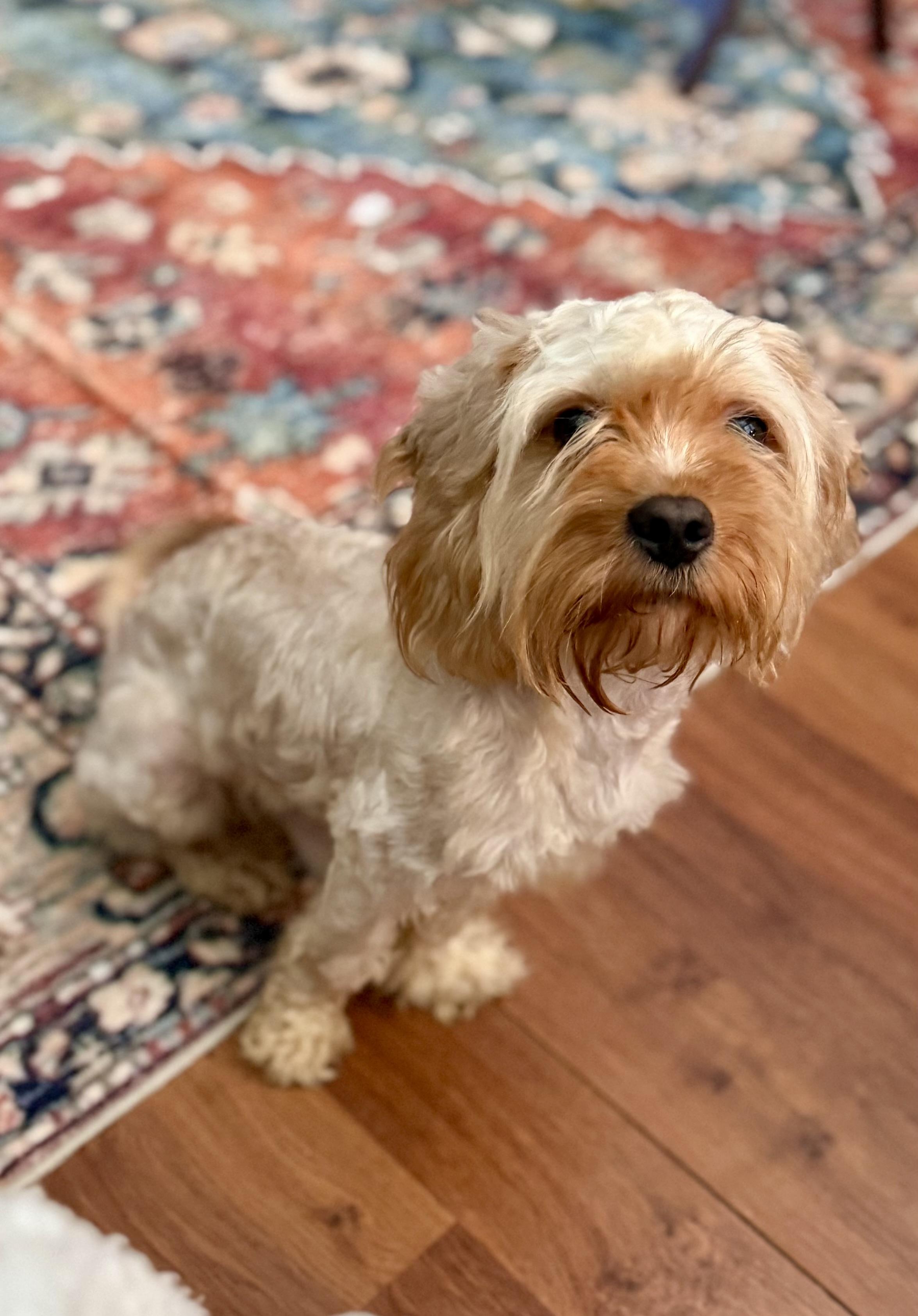 Silly, an adoptable Cockapoo in Hartsville, SC, 29550 | Photo Image 1
