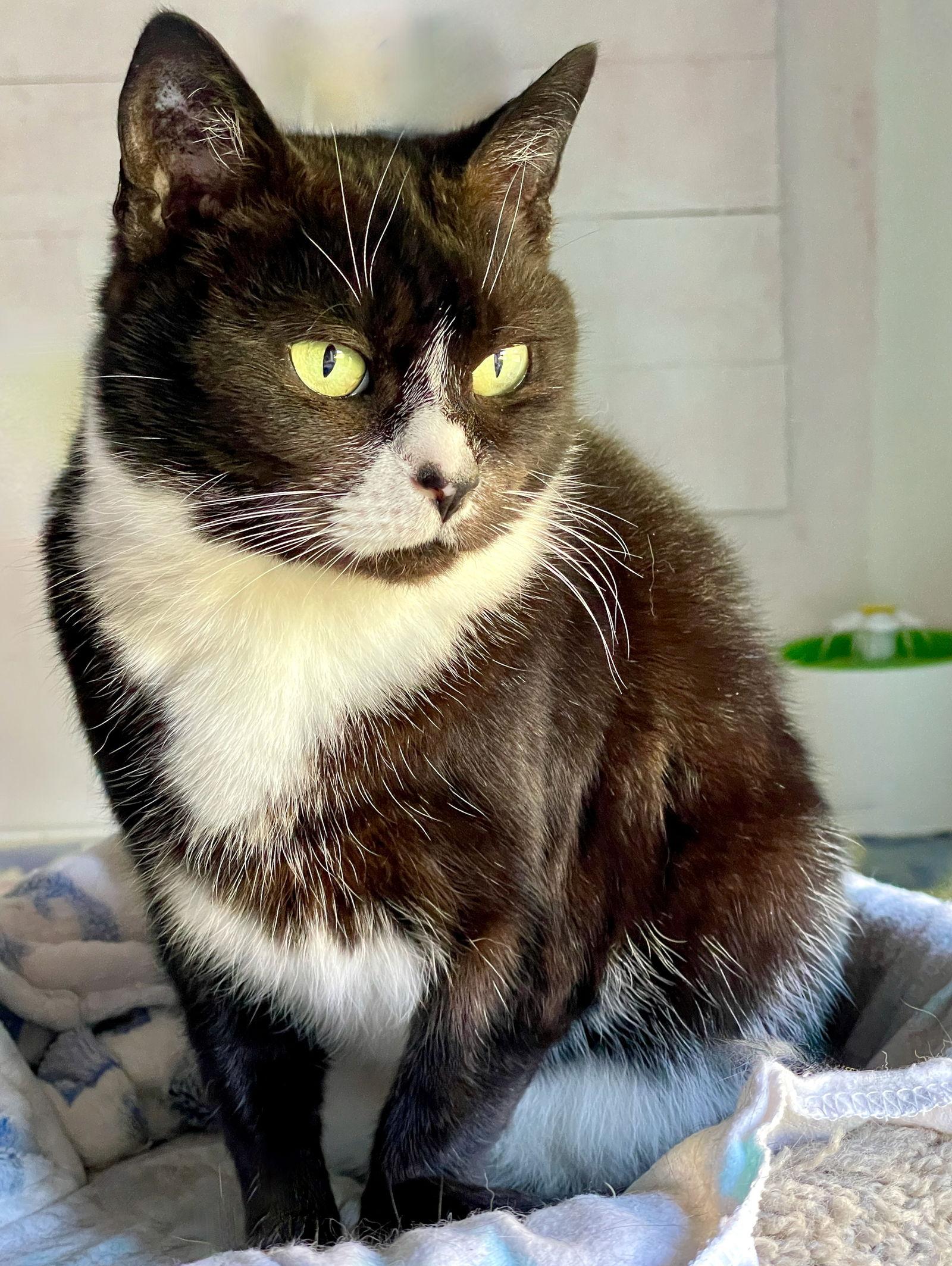 Enlarge Nia, a Adoptable Tuxedo in Flint Hill, VA image 1/3