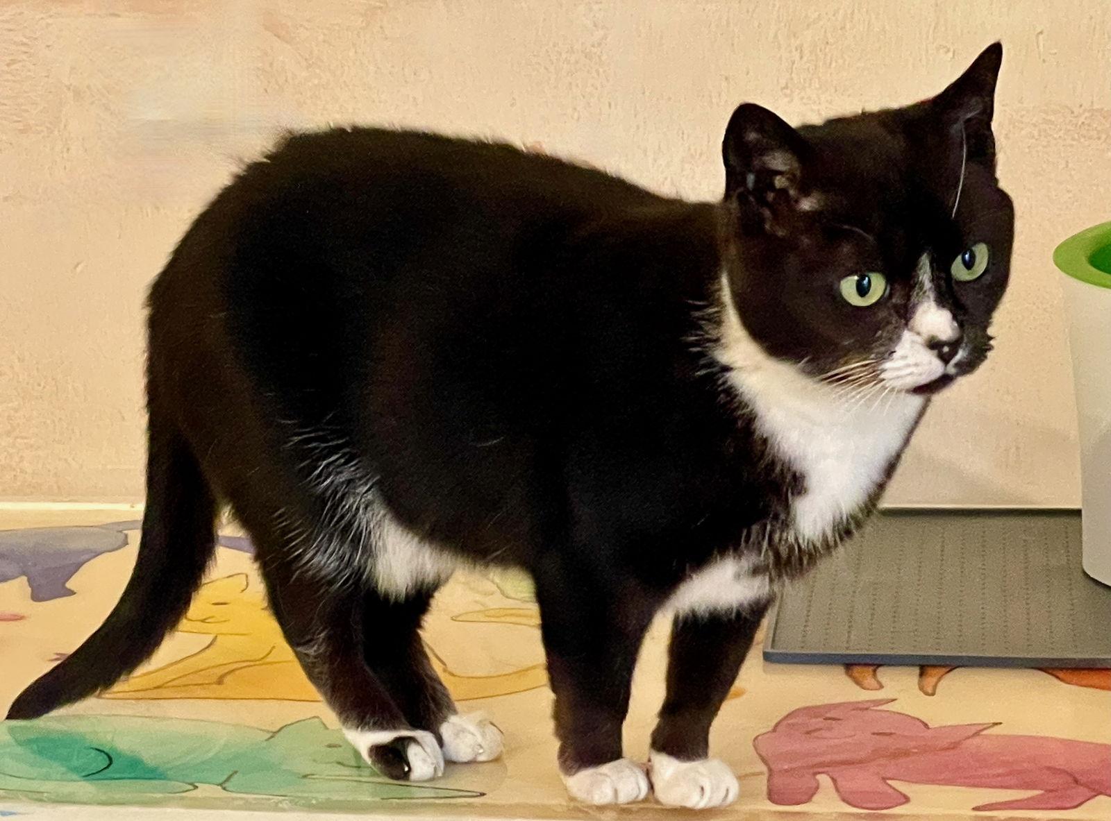 Enlarge Nia, a Adoptable Tuxedo in Flint Hill, VA image 2/3
