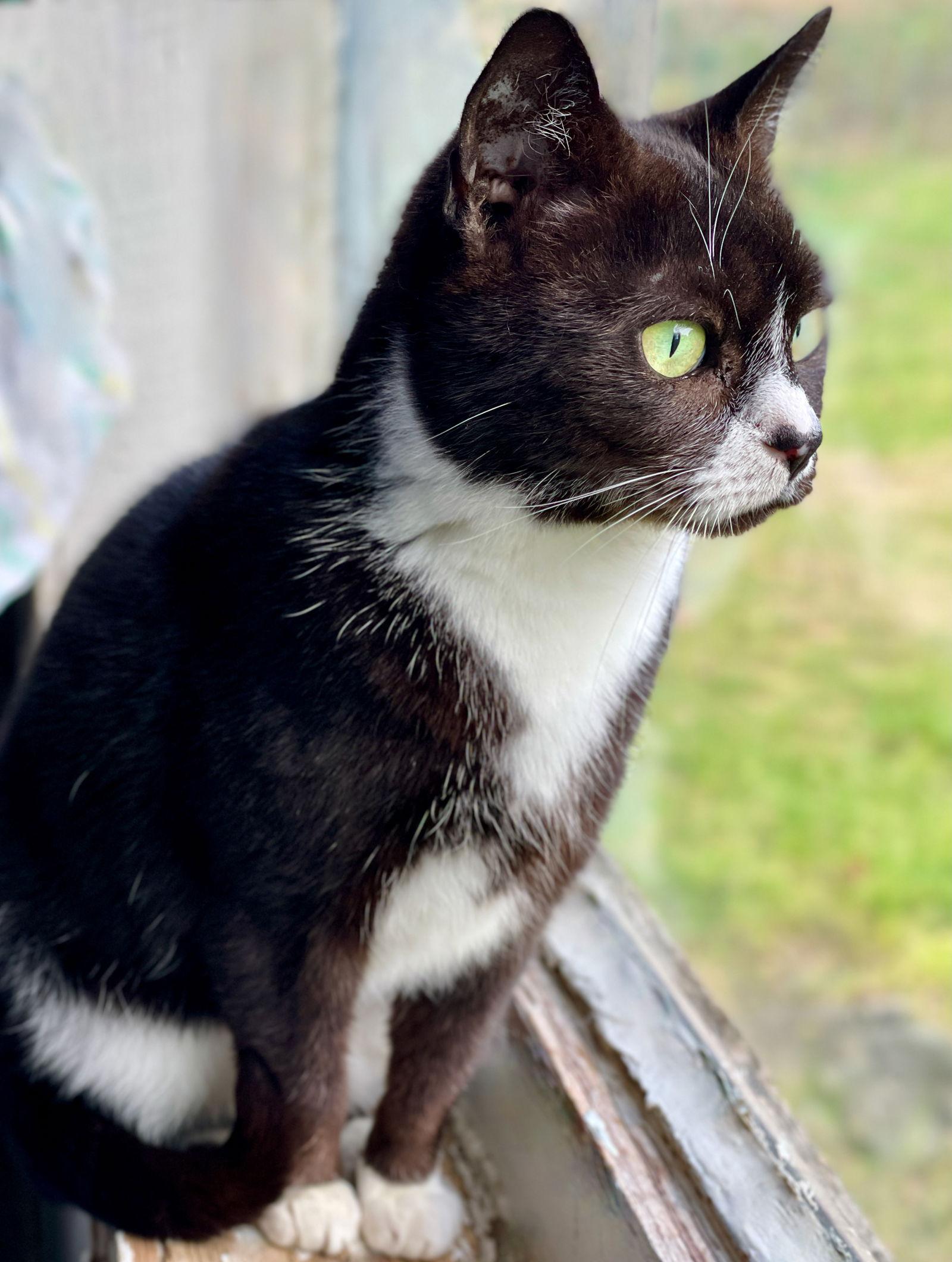 Enlarge Nia, a Adoptable Tuxedo in Flint Hill, VA image 3/3
