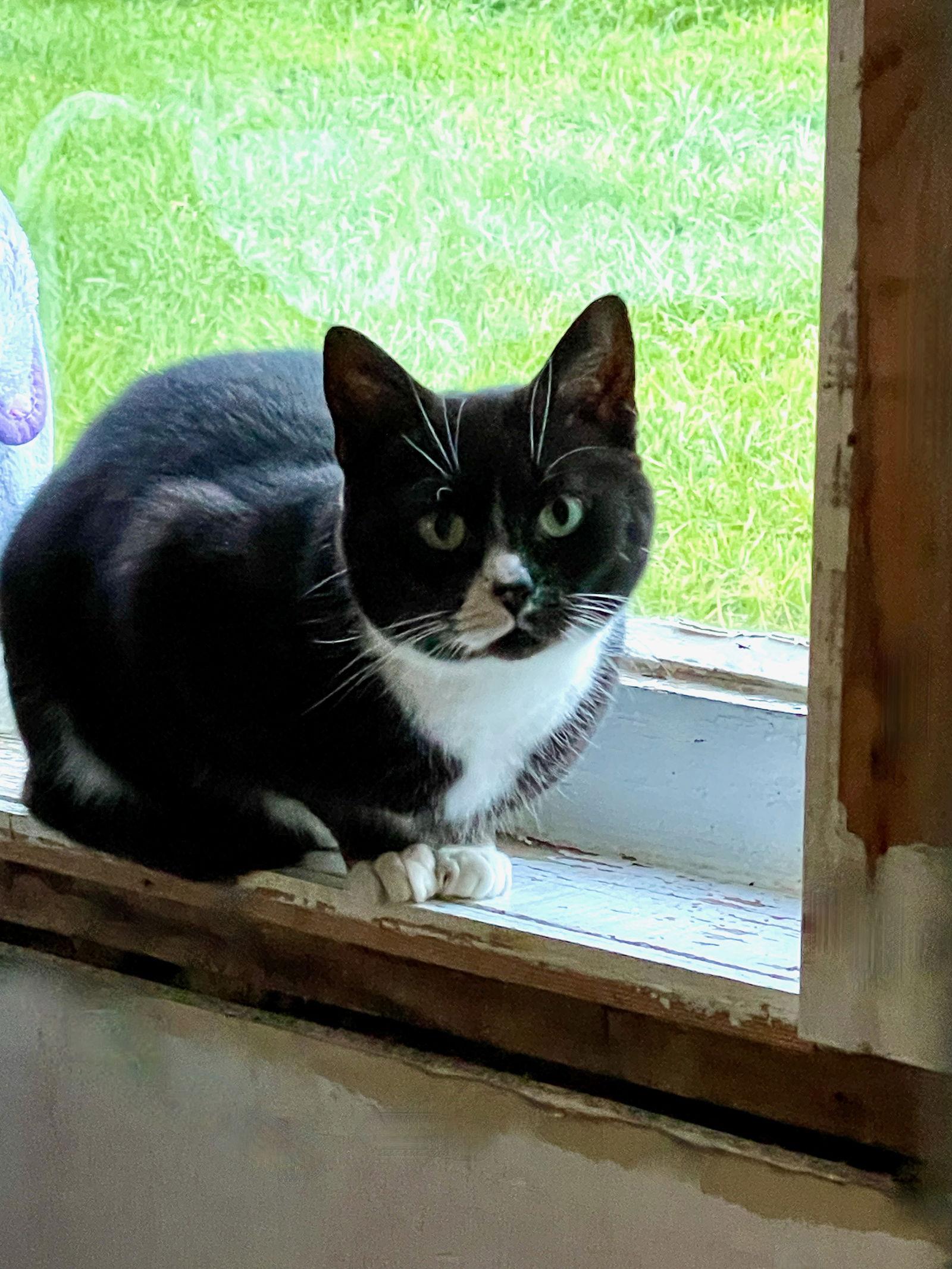 Enlarge Nia, a Adoptable Tuxedo in Flint Hill, VA image 3/3