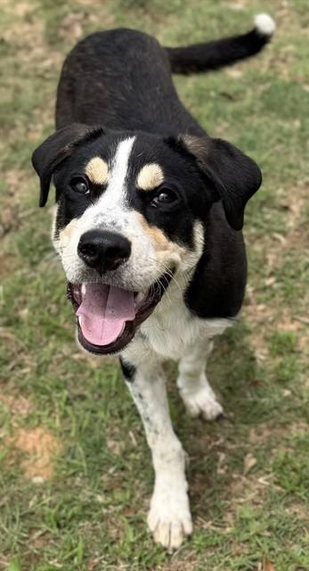 KAI, Adoptable, Young Male Mixed Breed.