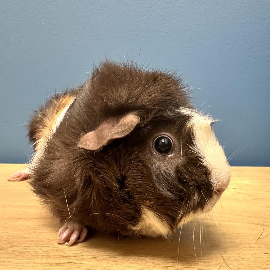 Enlarge Chamomile (bonded with Sassafras), a Adoptable Guinea Pig in Decatur, GA image 1/3