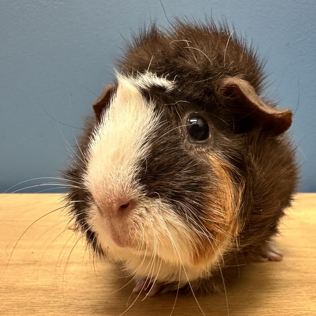 Enlarge Chamomile (bonded with Sassafras), a Adoptable Guinea Pig in Decatur, GA image 2/3