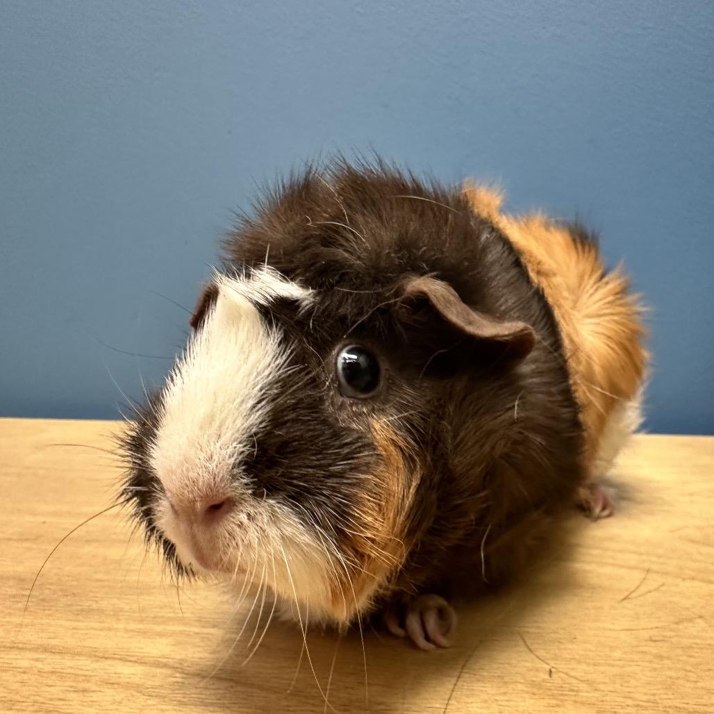 Enlarge Chamomile (bonded with Sassafras), a Adoptable Guinea Pig in Decatur, GA image 3/3