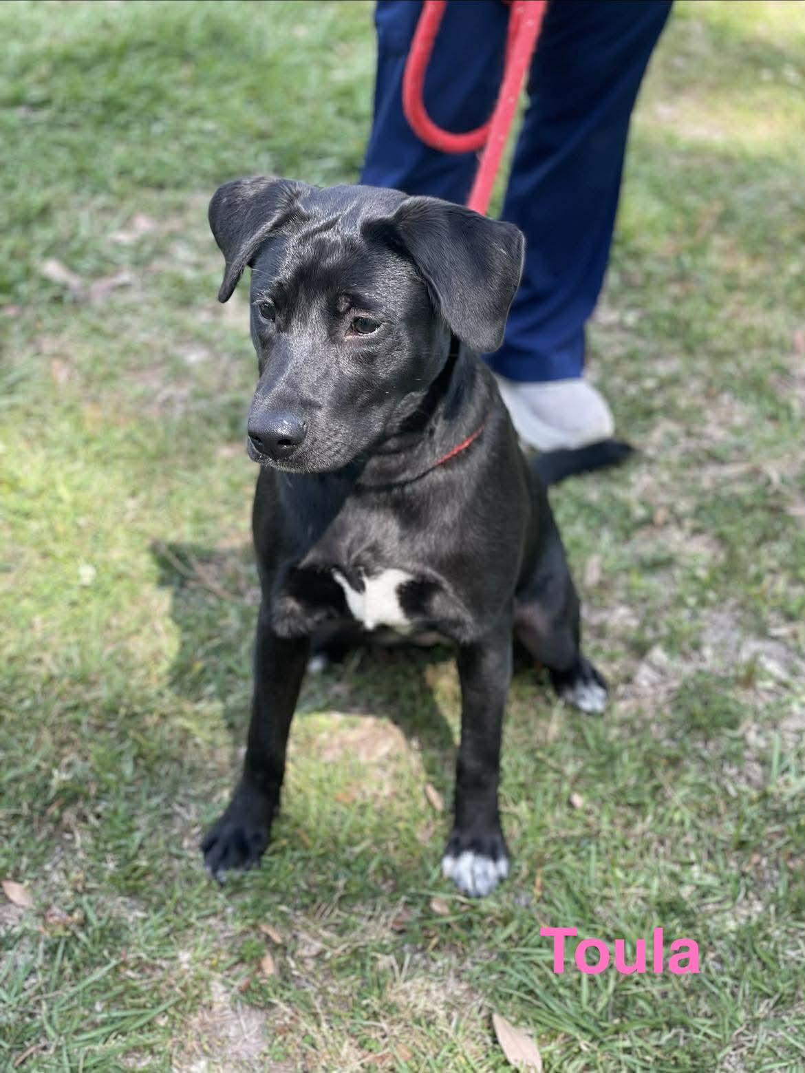 TOULA, a ADOPTABLE mixed breed in Madisonville, LA image 5/5