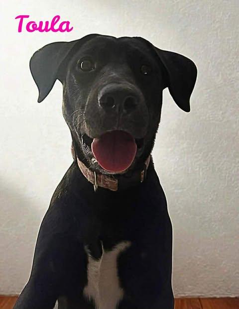 TOULA, ADOPTABLE, Young Female Black Labrador Retriever & Catahoula Leopard Dog.