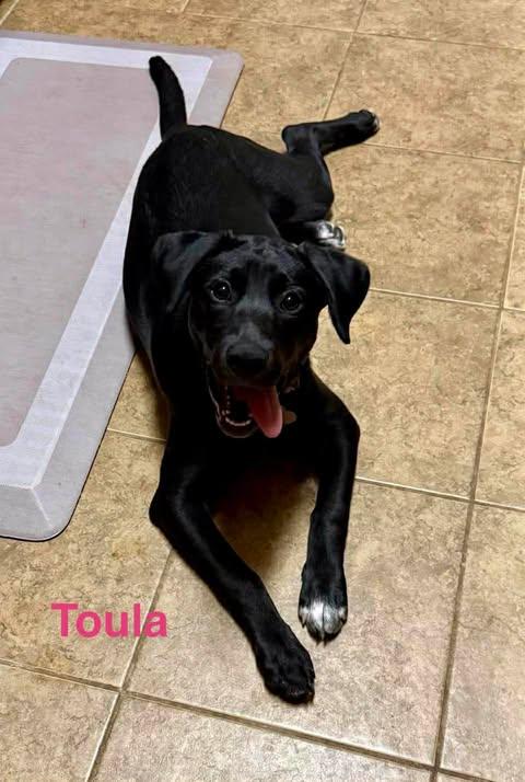 TOULA, a ADOPTABLE mixed breed in Madisonville, LA image 2/5