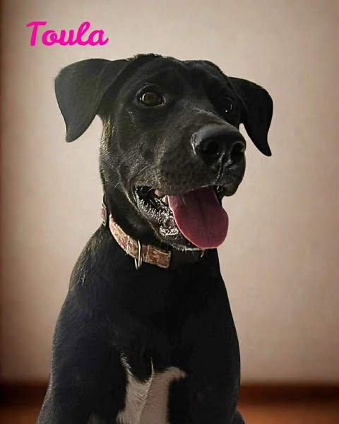 TOULA, a ADOPTABLE mixed breed in Madisonville, LA image 3/5