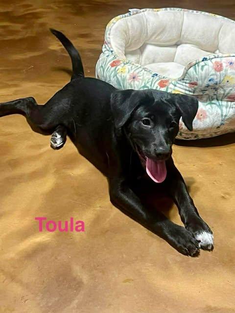 TOULA, a ADOPTABLE mixed breed in Madisonville, LA image 4/5