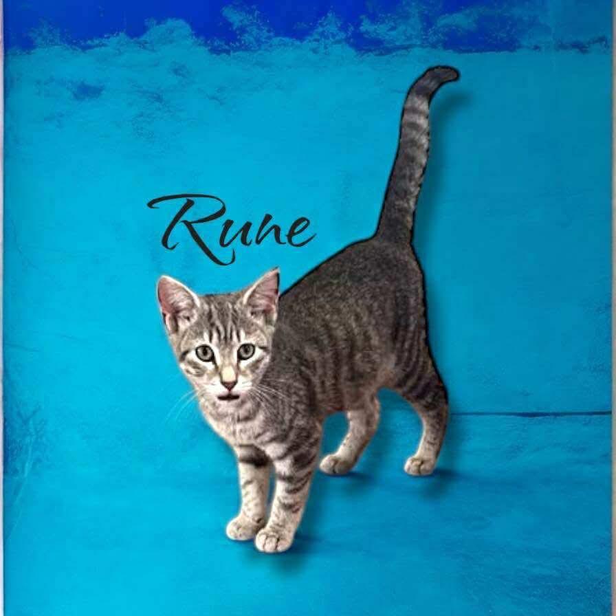 Enlarge Rune, a Adoptable American Shorthair in Nashville, GA image 1/1