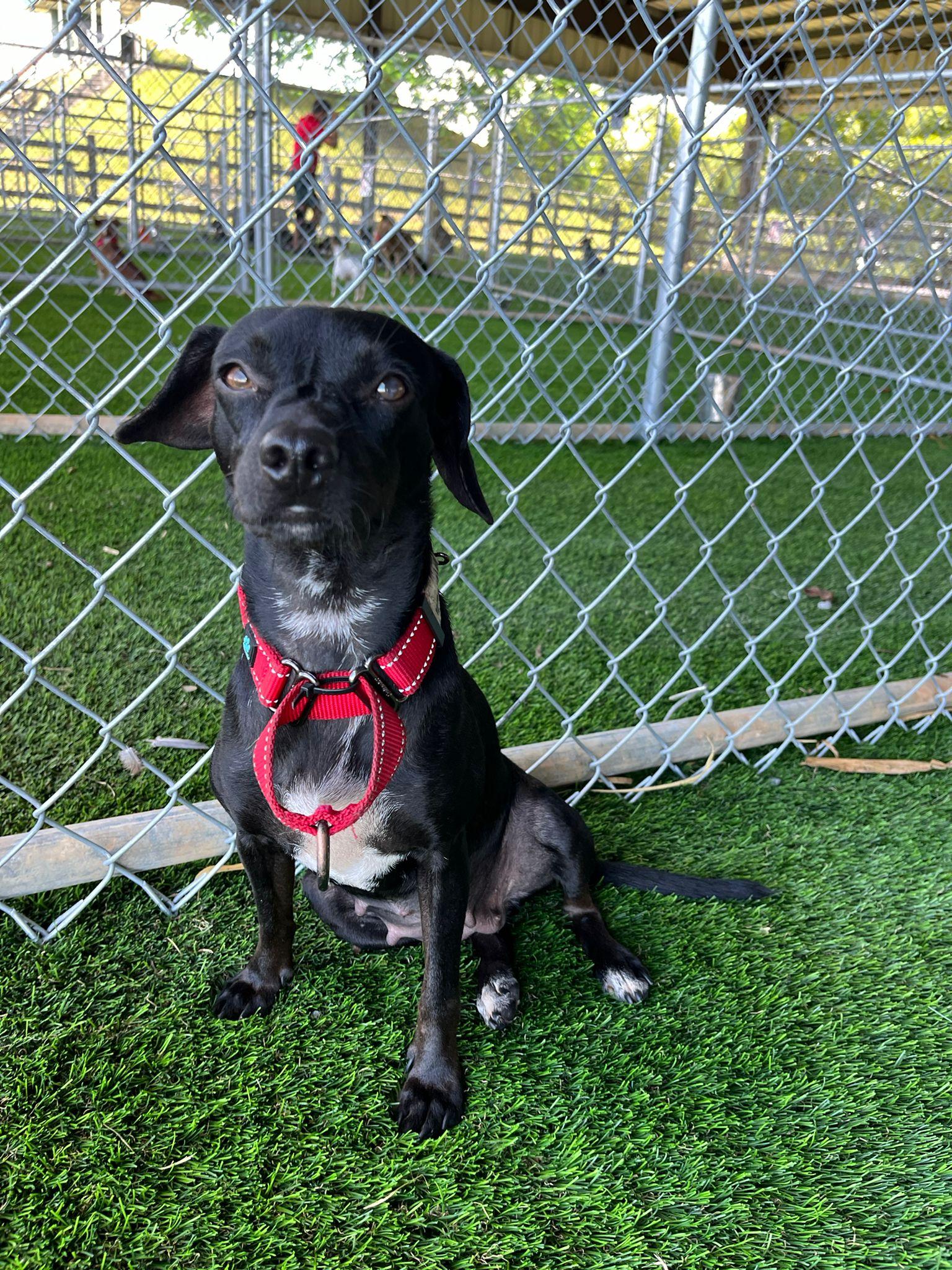 Enlarge Dory, a Adoptable mixed breed in Lutherville, MD image 1/3