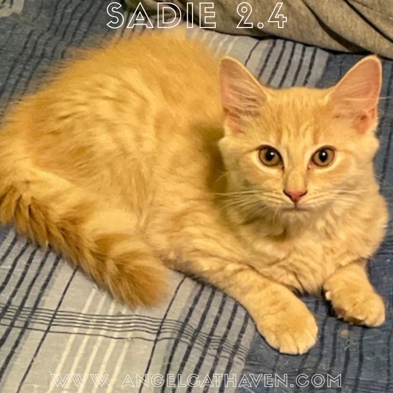 Sadie 2.4, Adoptable, Kitten Female Domestic Medium Hair.
