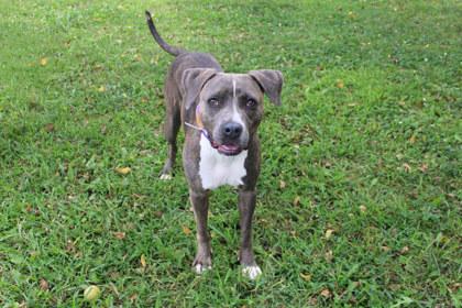 Mona, Adoptable, Adult Female Mixed Breed & Mixed Breed.