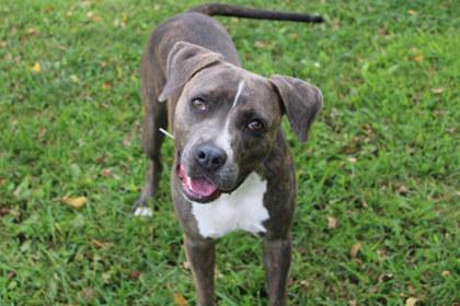 Enlarge Mona, a Adoptable mixed breed in Kansas City, MO image 2/3