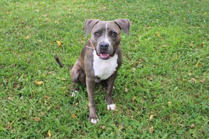 Enlarge Mona, a Adoptable mixed breed in Kansas City, MO image 3/3