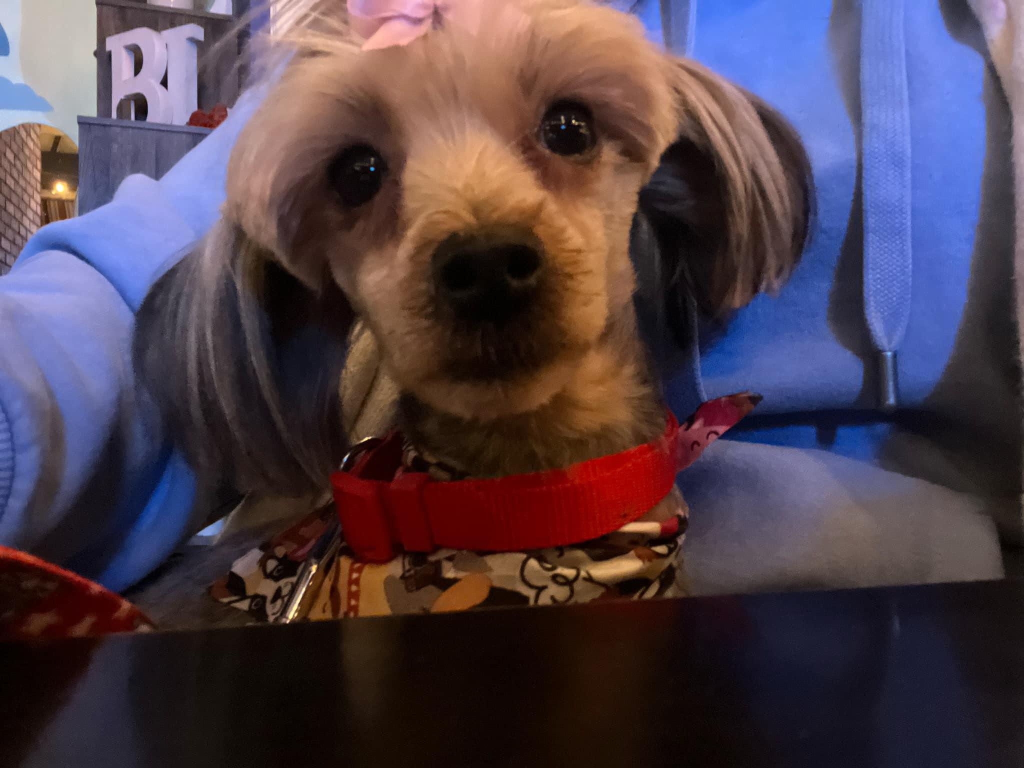 Isabella, adopted, Young Female Yorkshire Terrier.