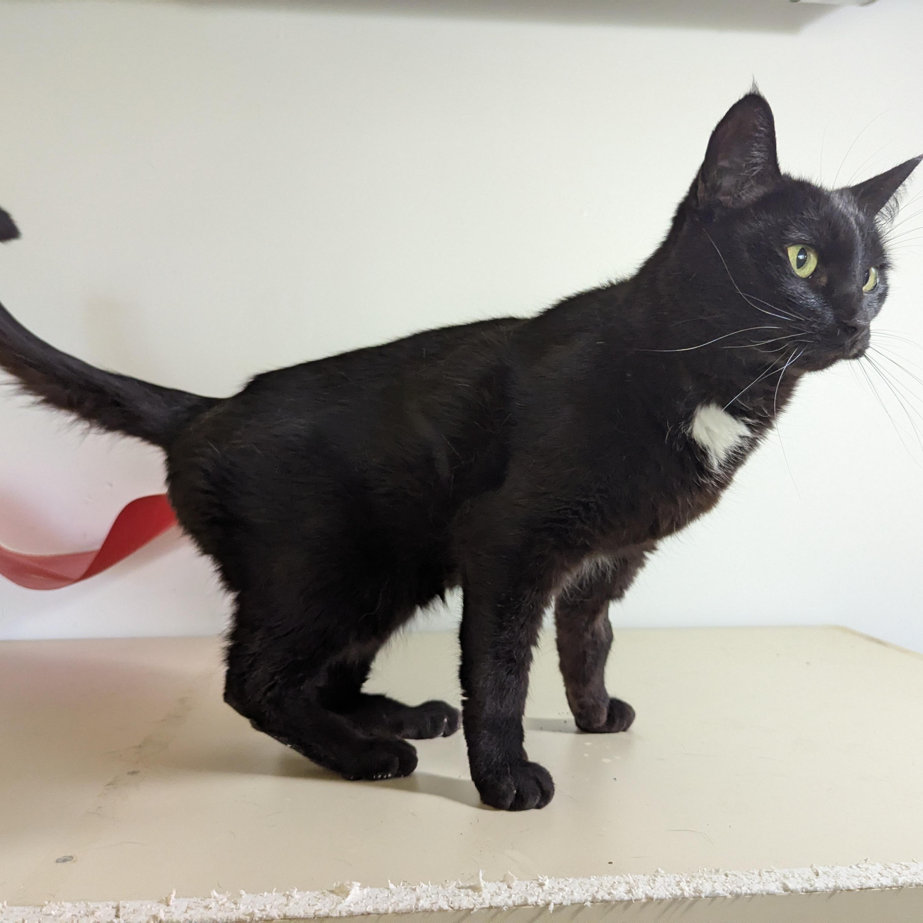 Capuchin, a ADOPTABLE Domestic Short Hair in Morden, MB image 2/5