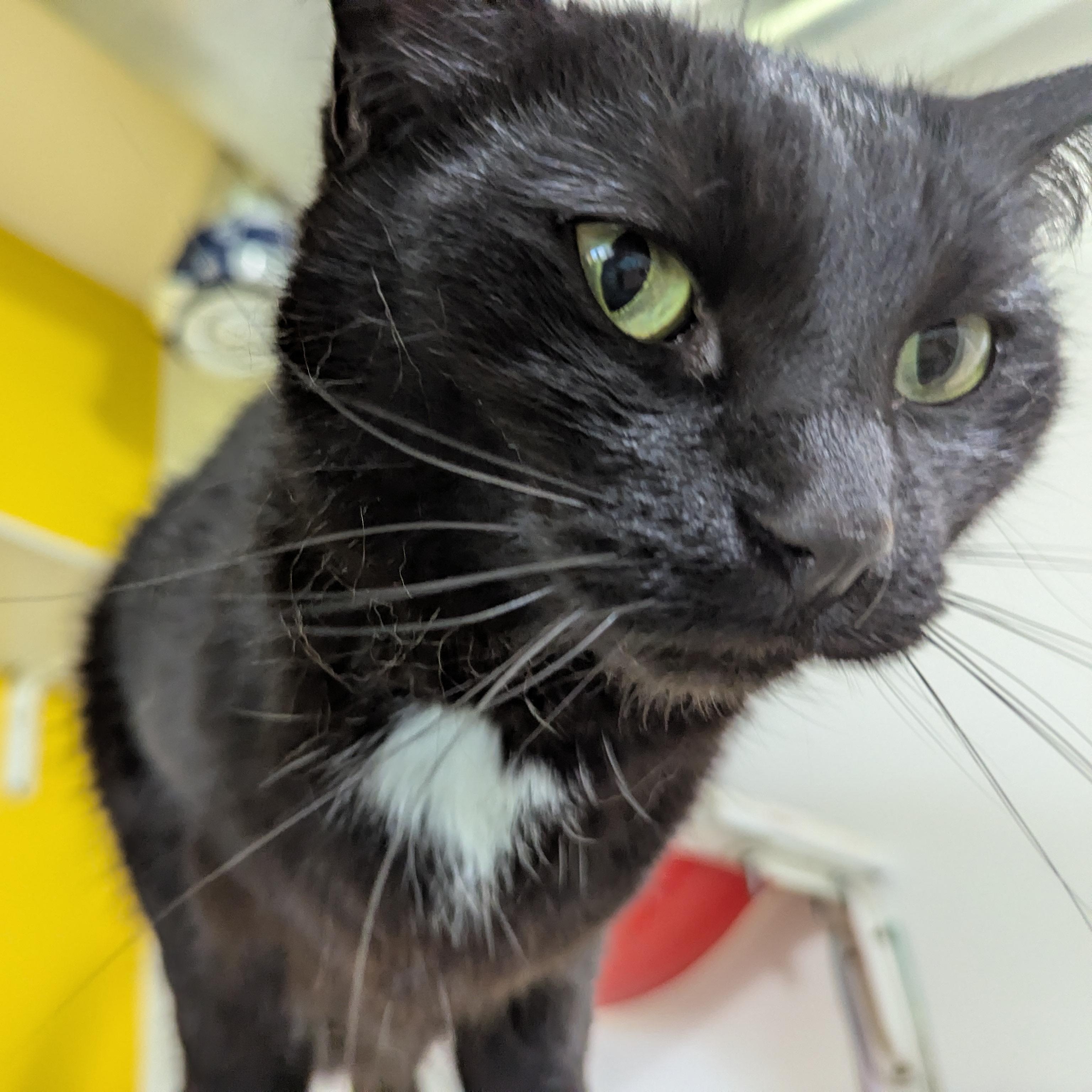 Capuchin, a ADOPTABLE Domestic Short Hair in Morden, MB image 5/5