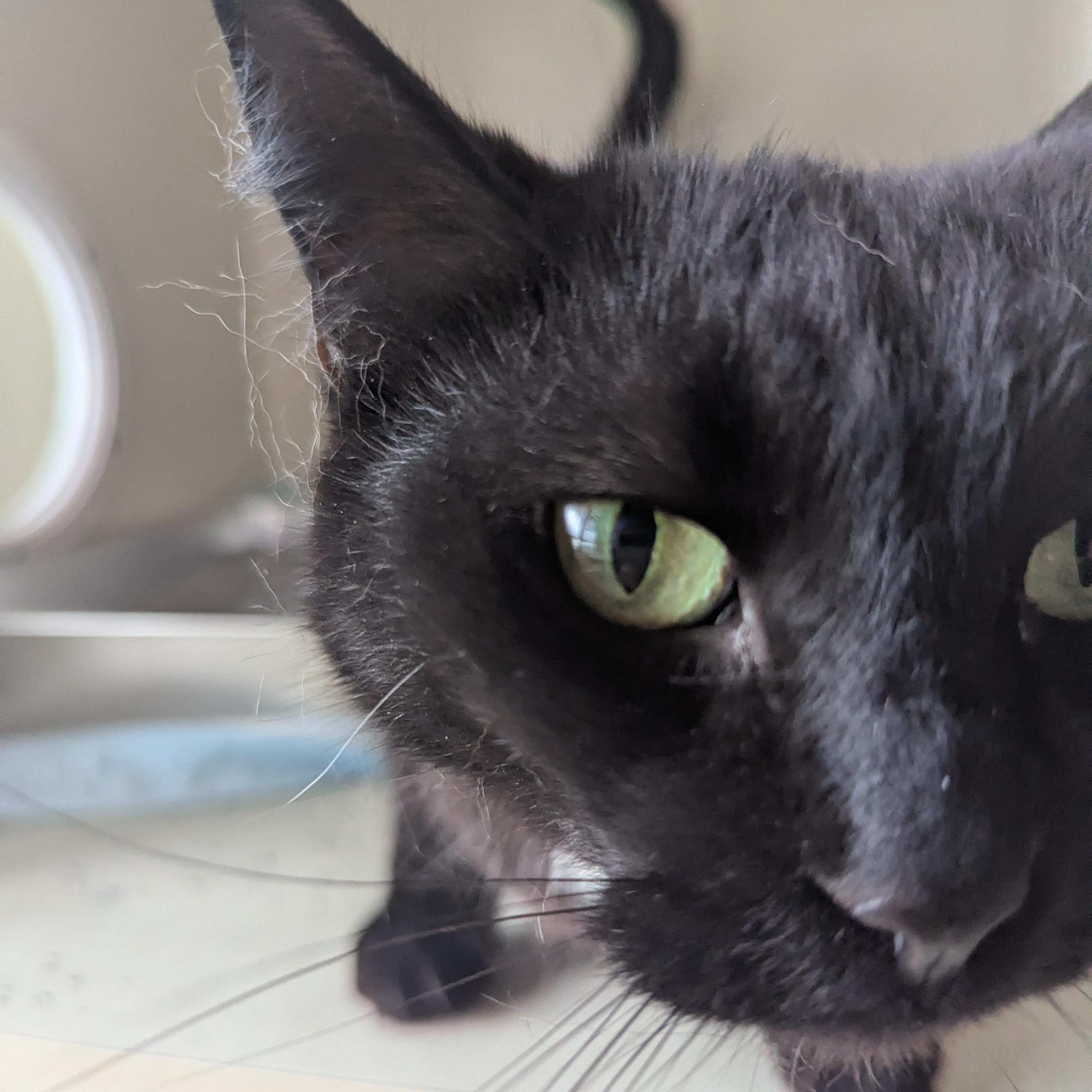 Capuchin, a ADOPTABLE Domestic Short Hair in Morden, MB image 4/5