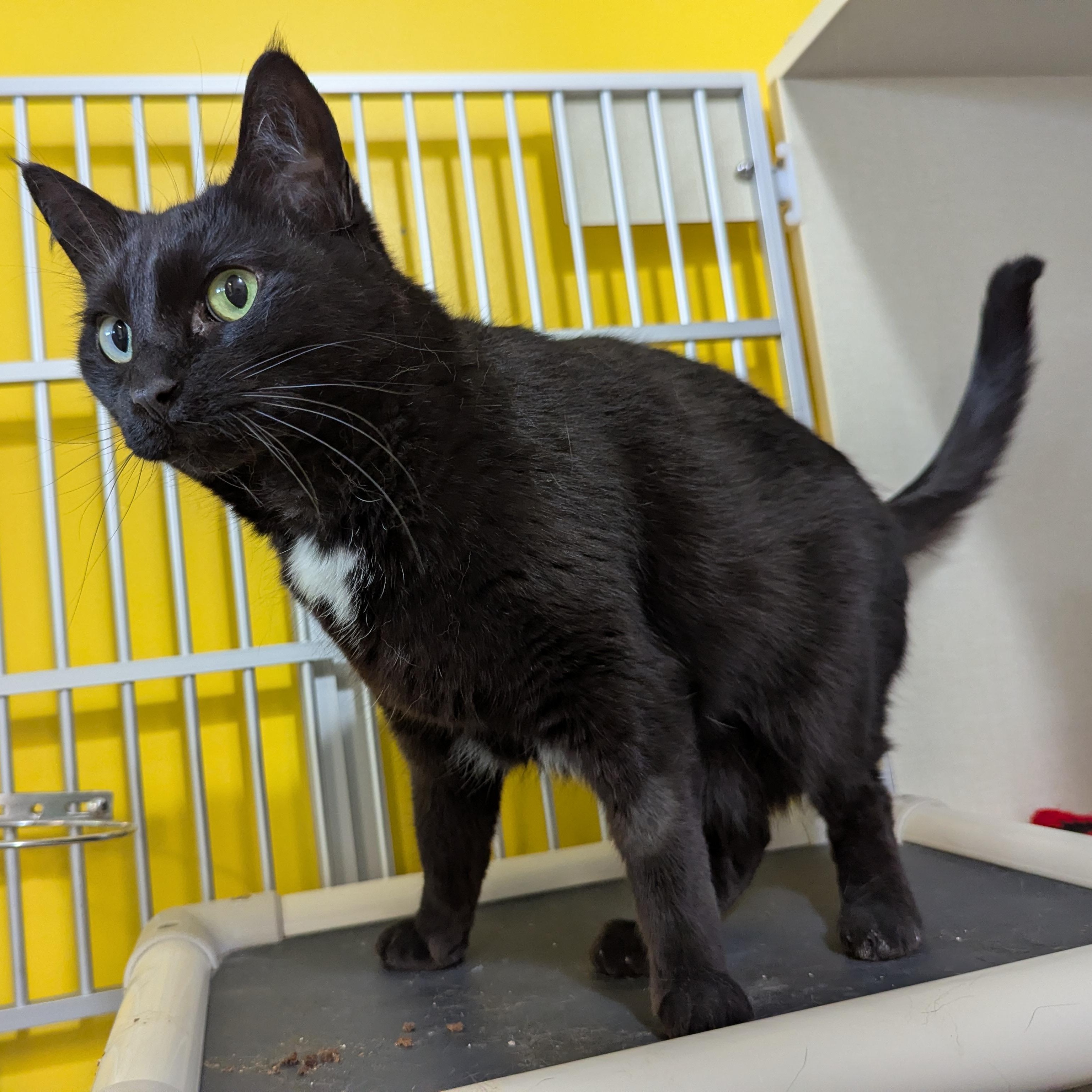 Capuchin, a ADOPTABLE Domestic Short Hair in Morden, MB image 1/5