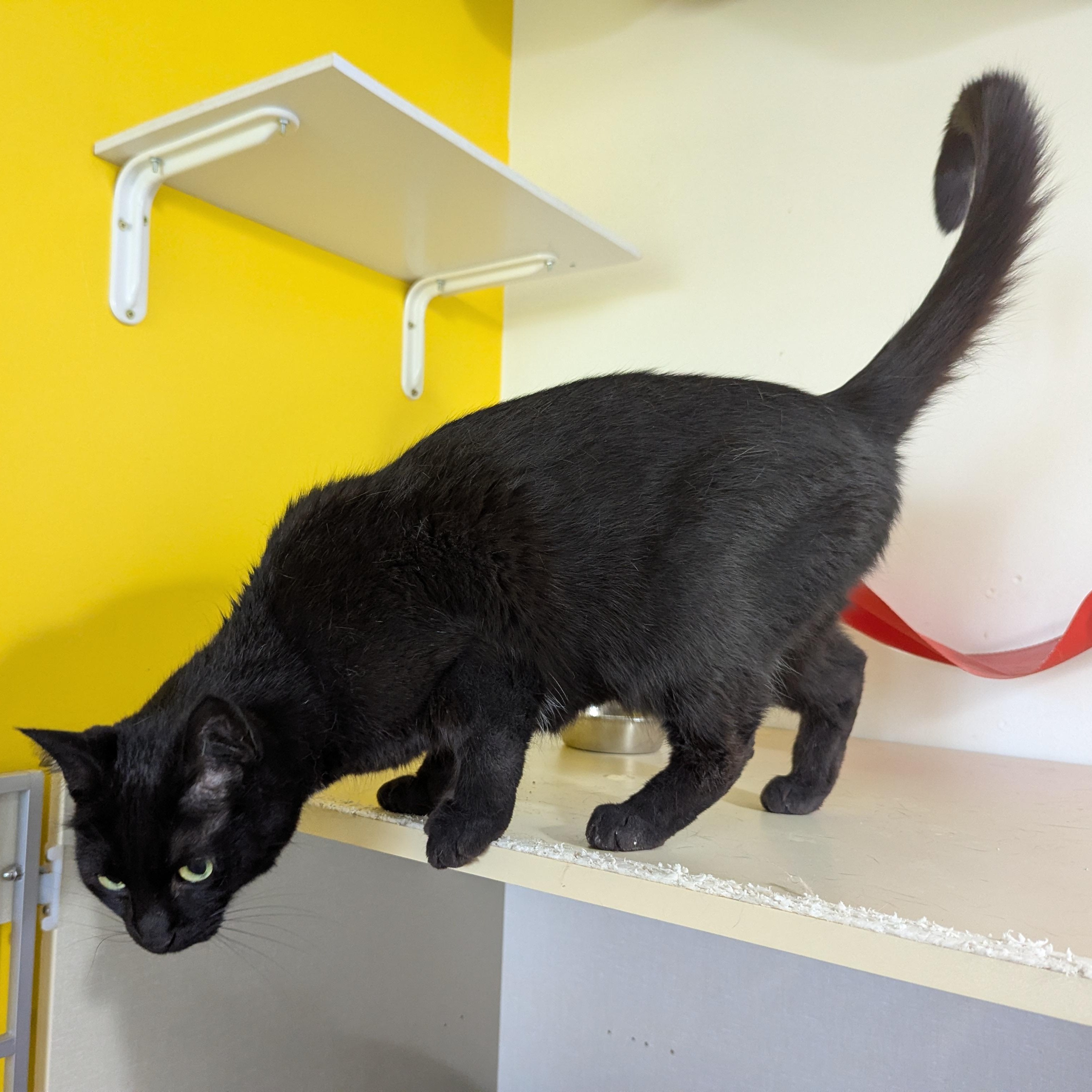 Capuchin, a ADOPTABLE Domestic Short Hair in Morden, MB image 3/5