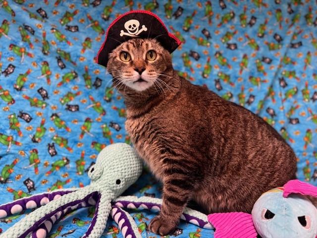 Enlarge KINGSTON, a Adoptable mixed breed in Fairfield, CA image 1/1