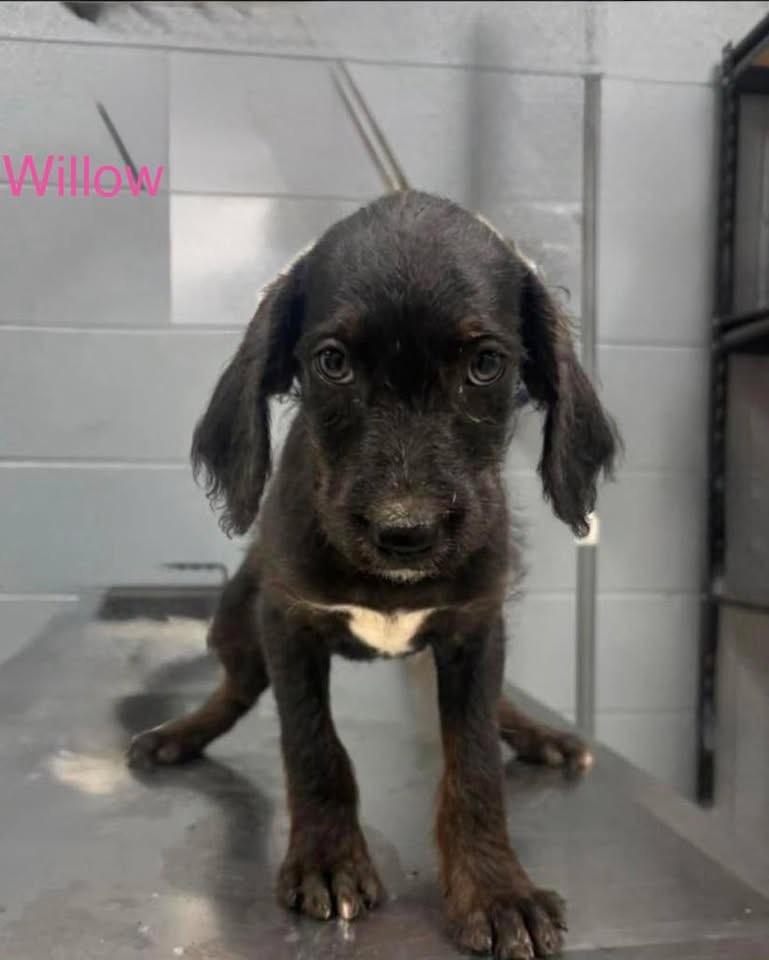 Willow, a ADOPTABLE mixed breed in Baker, LA image 2/3