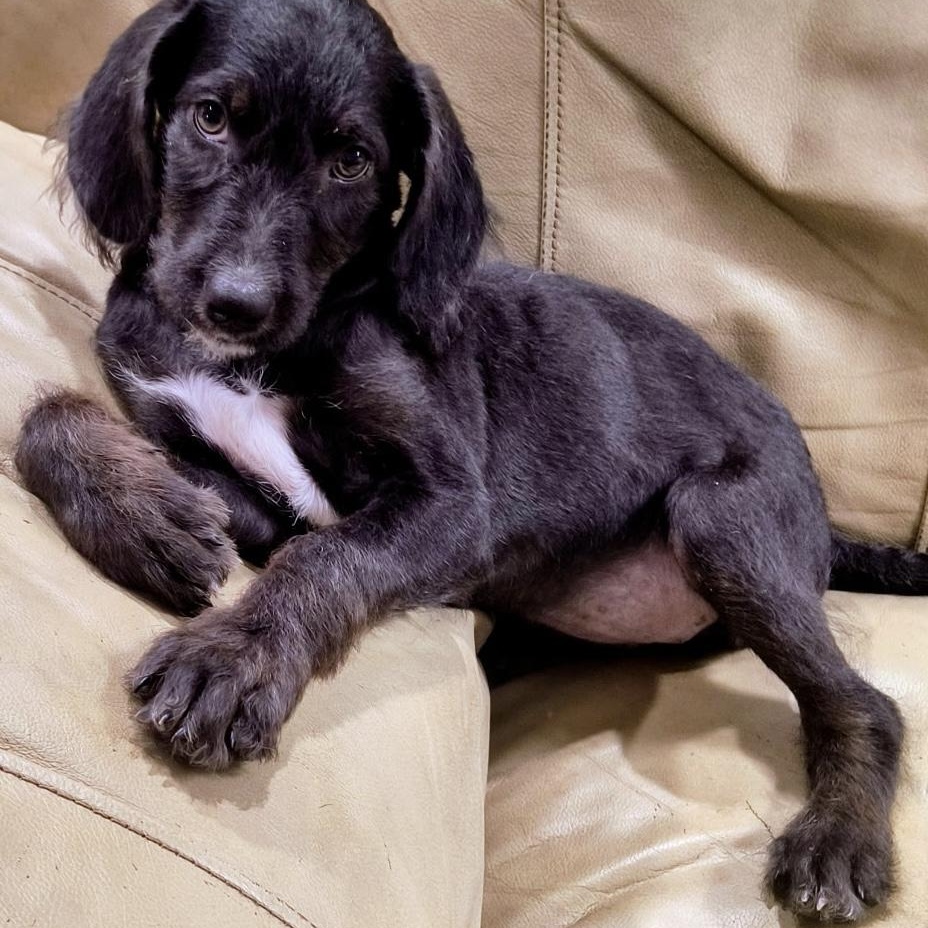Willow, ADOPTABLE, Puppy Female Catahoula Leopard Dog & Standard Poodle.