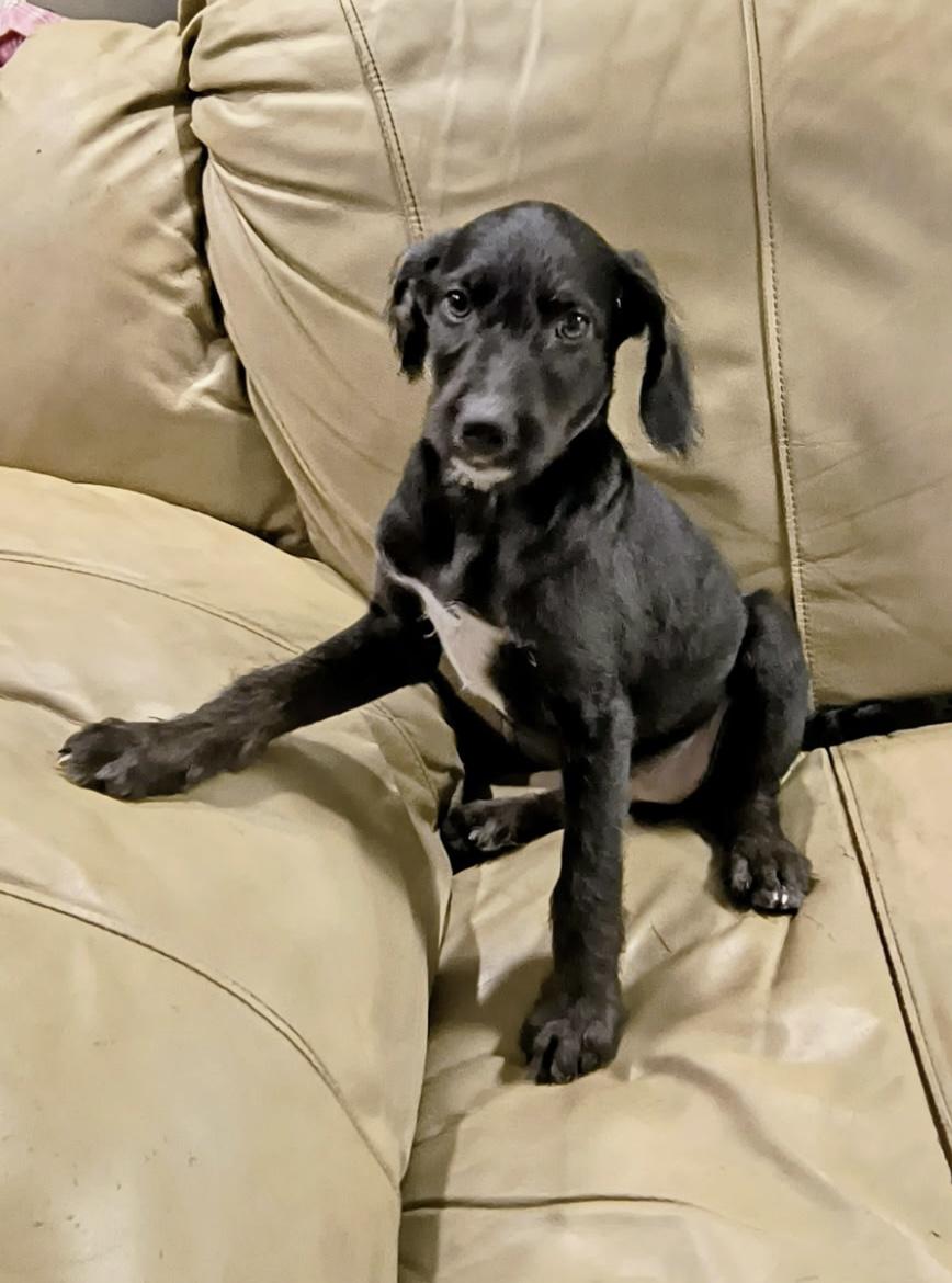 Willow, a ADOPTABLE mixed breed in Baker, LA image 3/3