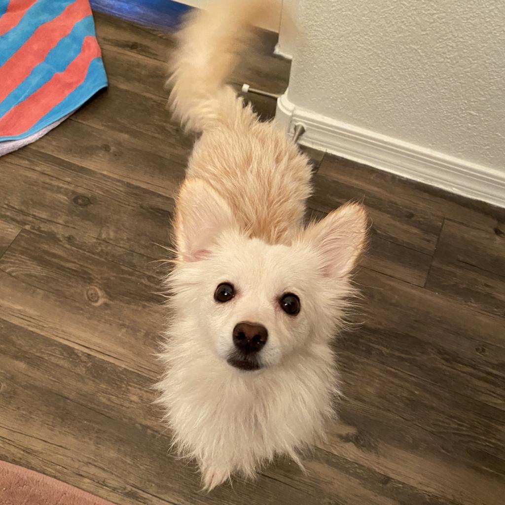 Sapphire, a Adoptable mixed breed in Phoenix, AZ image 1/6