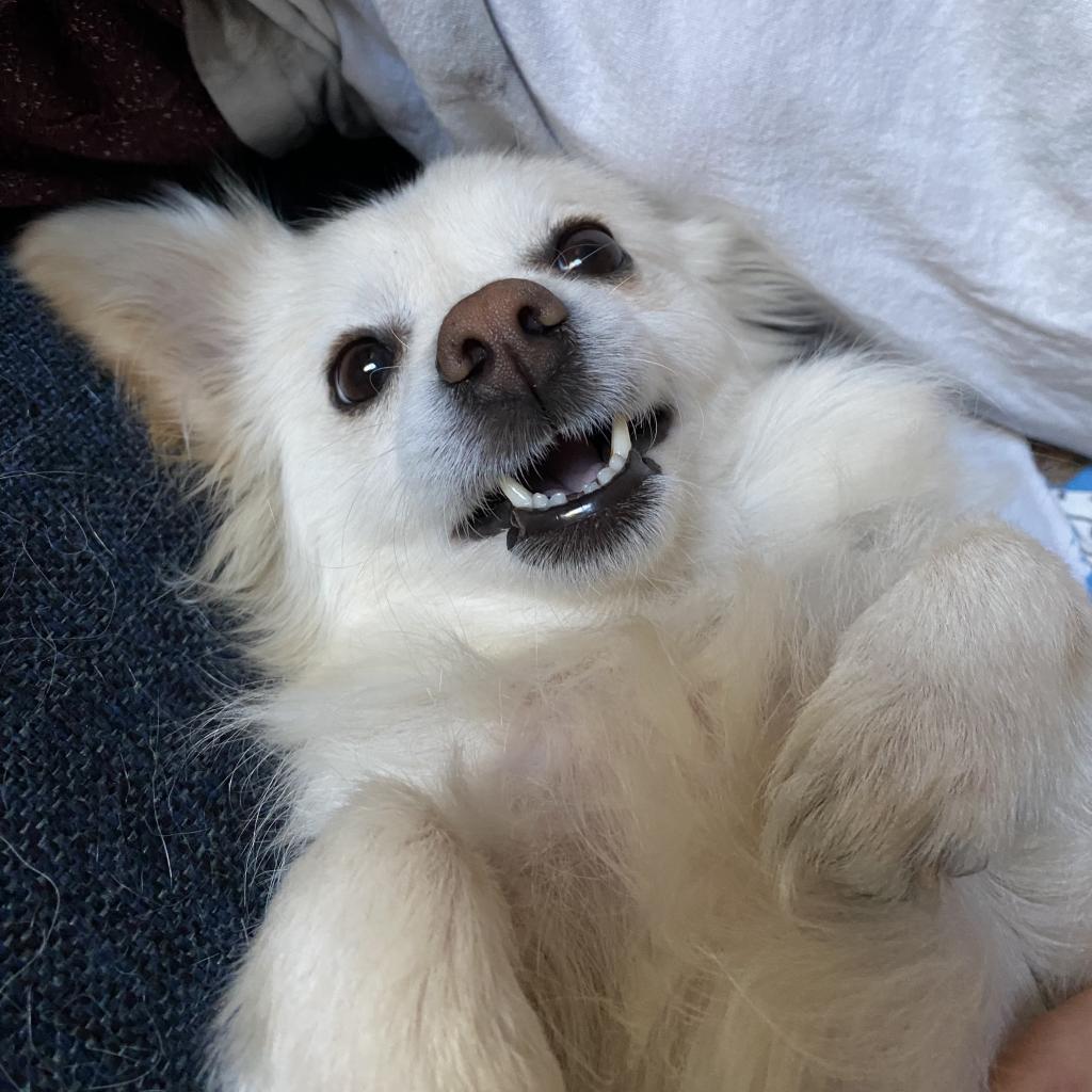 Sapphire, a Adoptable mixed breed in Phoenix, AZ image 3/6