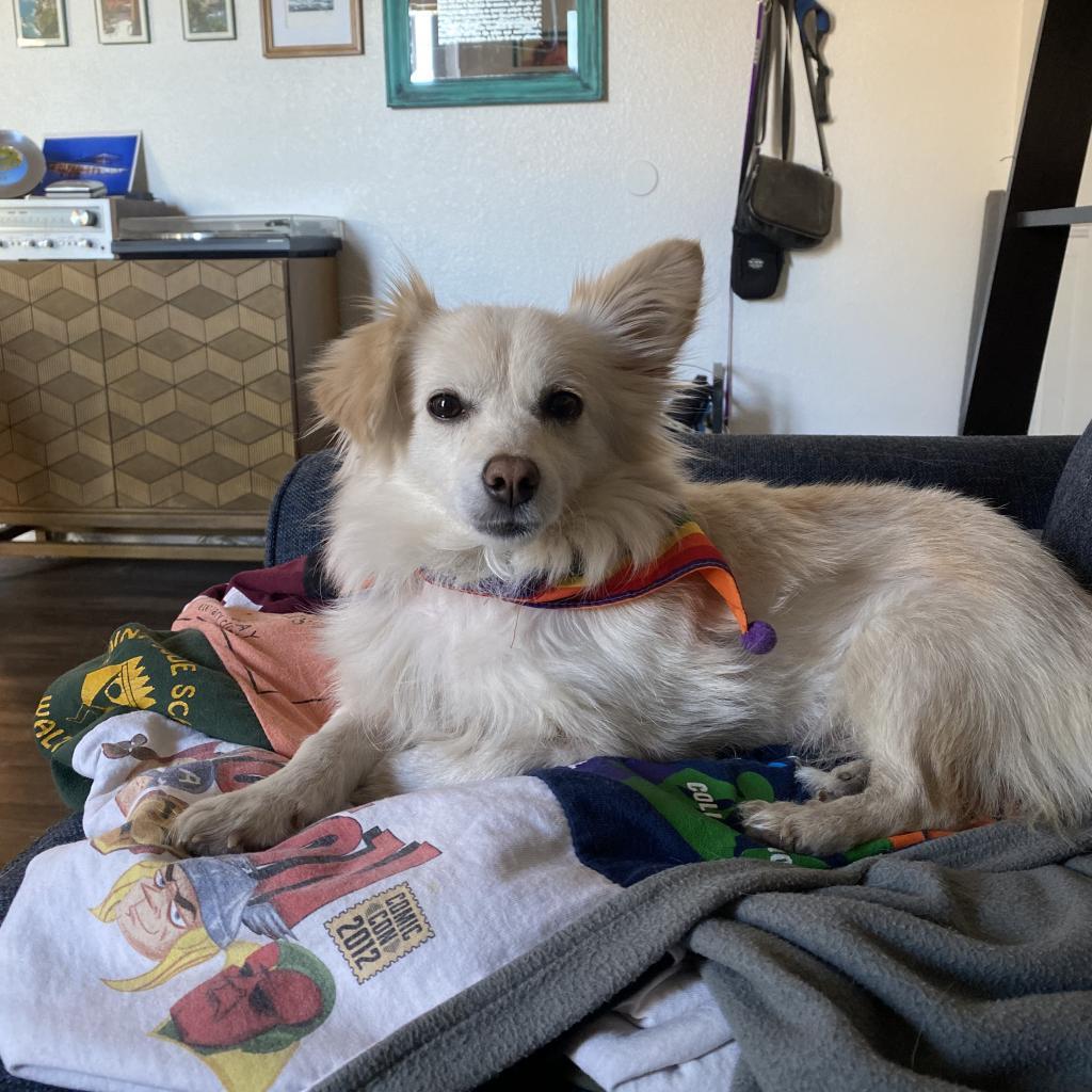 Sapphire, a Adoptable mixed breed in Phoenix, AZ image 6/6