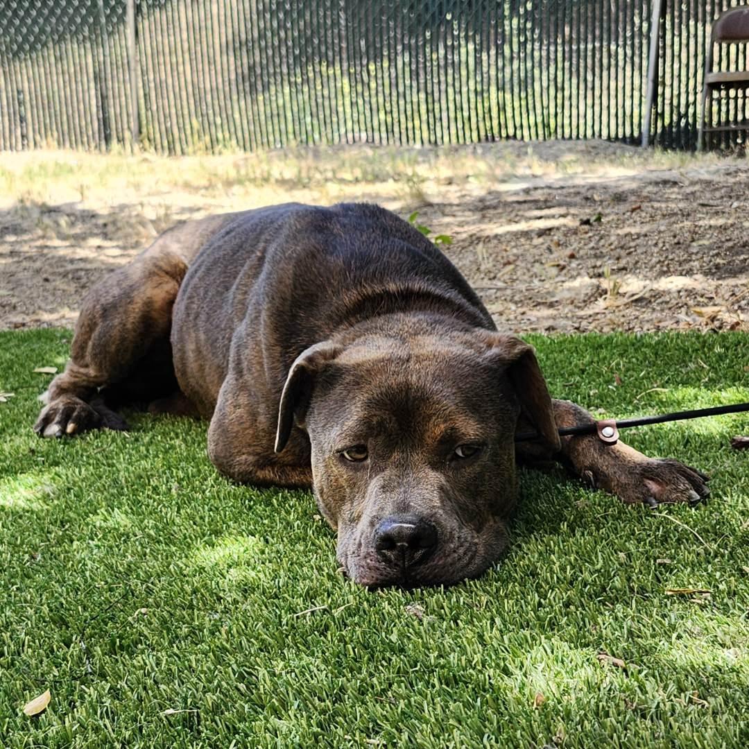 Enlarge Freddie, an adopted mixed breed in Burbank, CA image 4/5