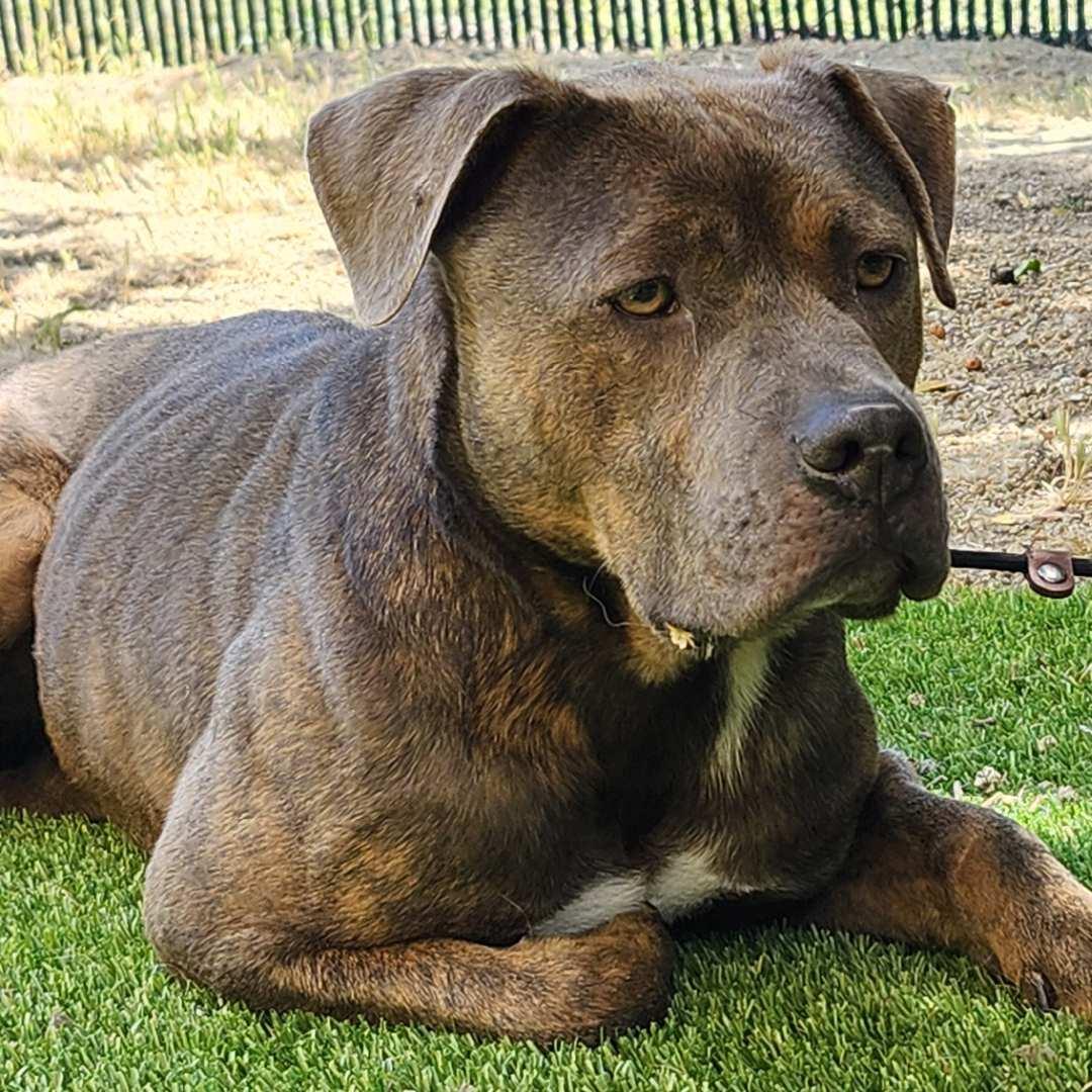 Freddie, adopted, Young Male Pit Bull Terrier.