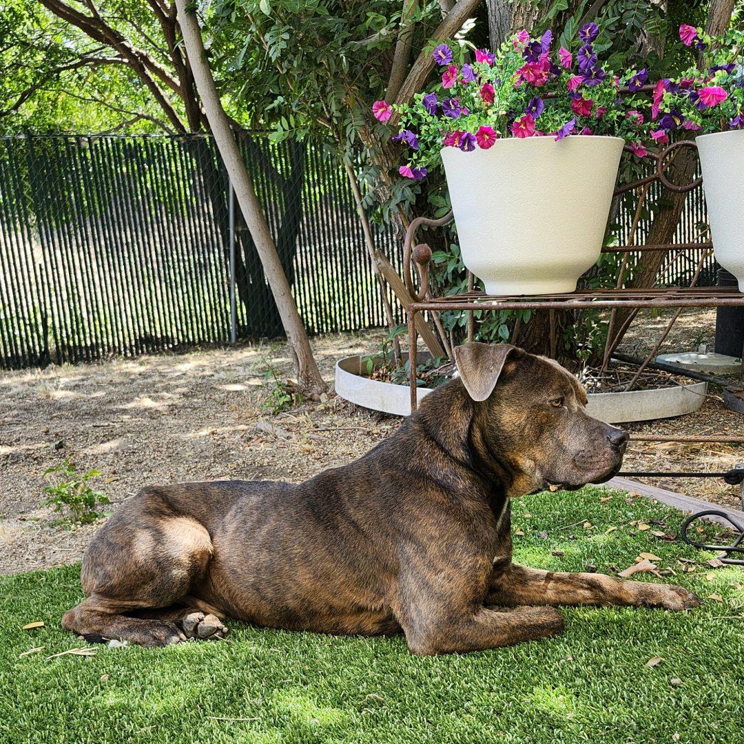 Enlarge Freddie, an adopted mixed breed in Burbank, CA image 2/5