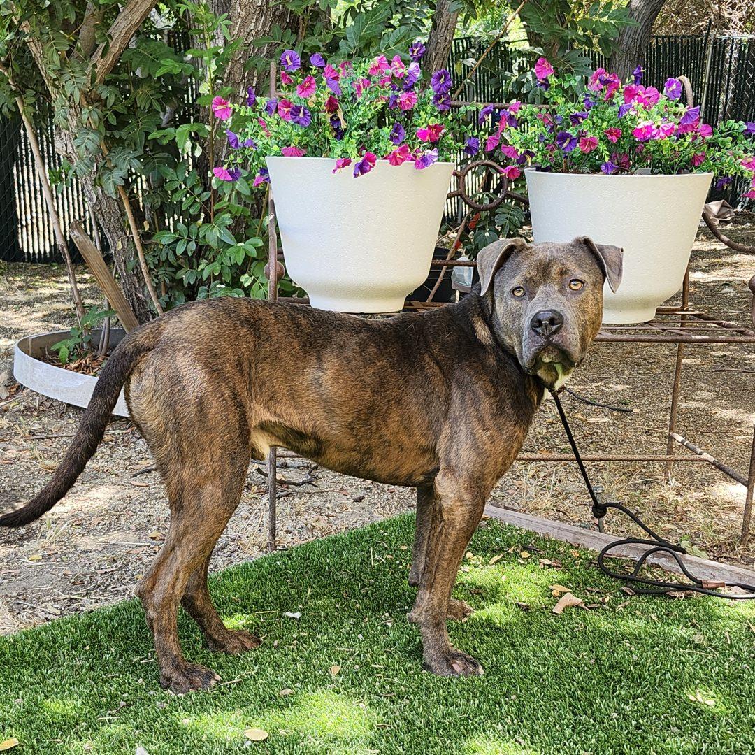Enlarge Freddie, an adopted mixed breed in Burbank, CA image 5/5