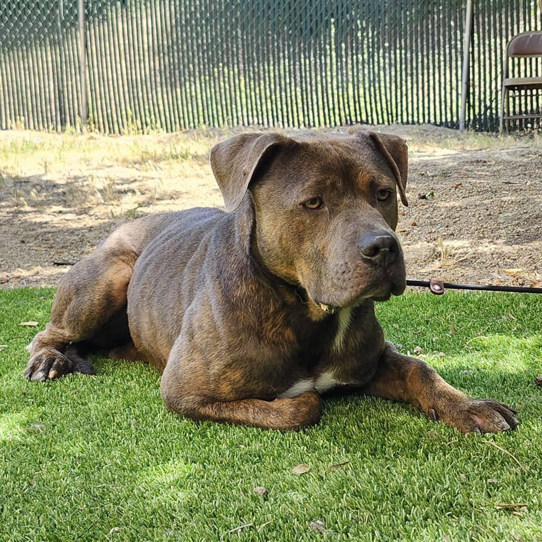 Enlarge Freddie, an adopted mixed breed in Burbank, CA image 3/5