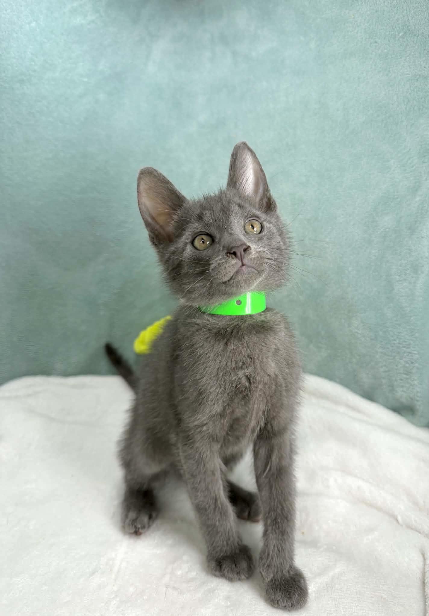 Enlarge Beck, a ADOPTABLE mixed breed in Tavares, FL image 1/1