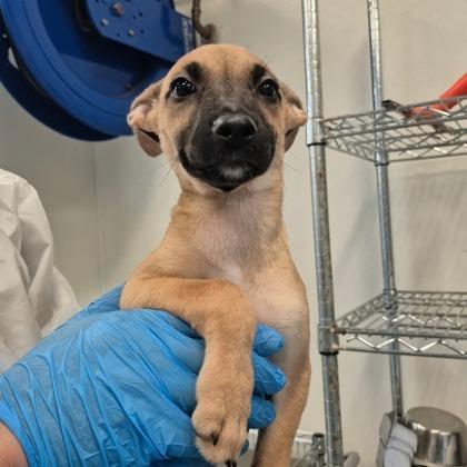 Enlarge Juliana, a Adoptable mixed breed in Morton Grove, IL image 1/1