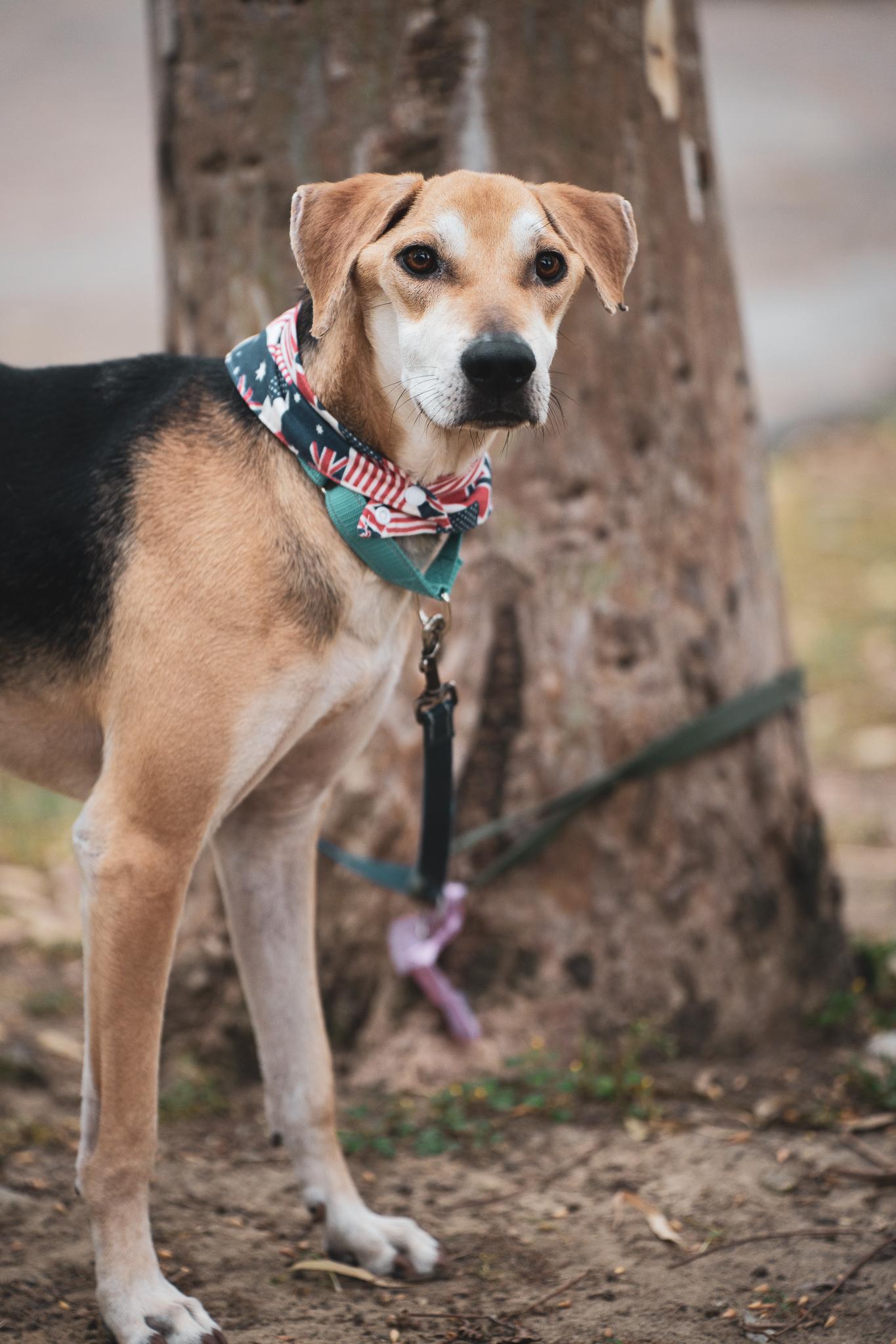 Enlarge LIFE, a Adoptable mixed breed in San Mateo, CA image 1/5