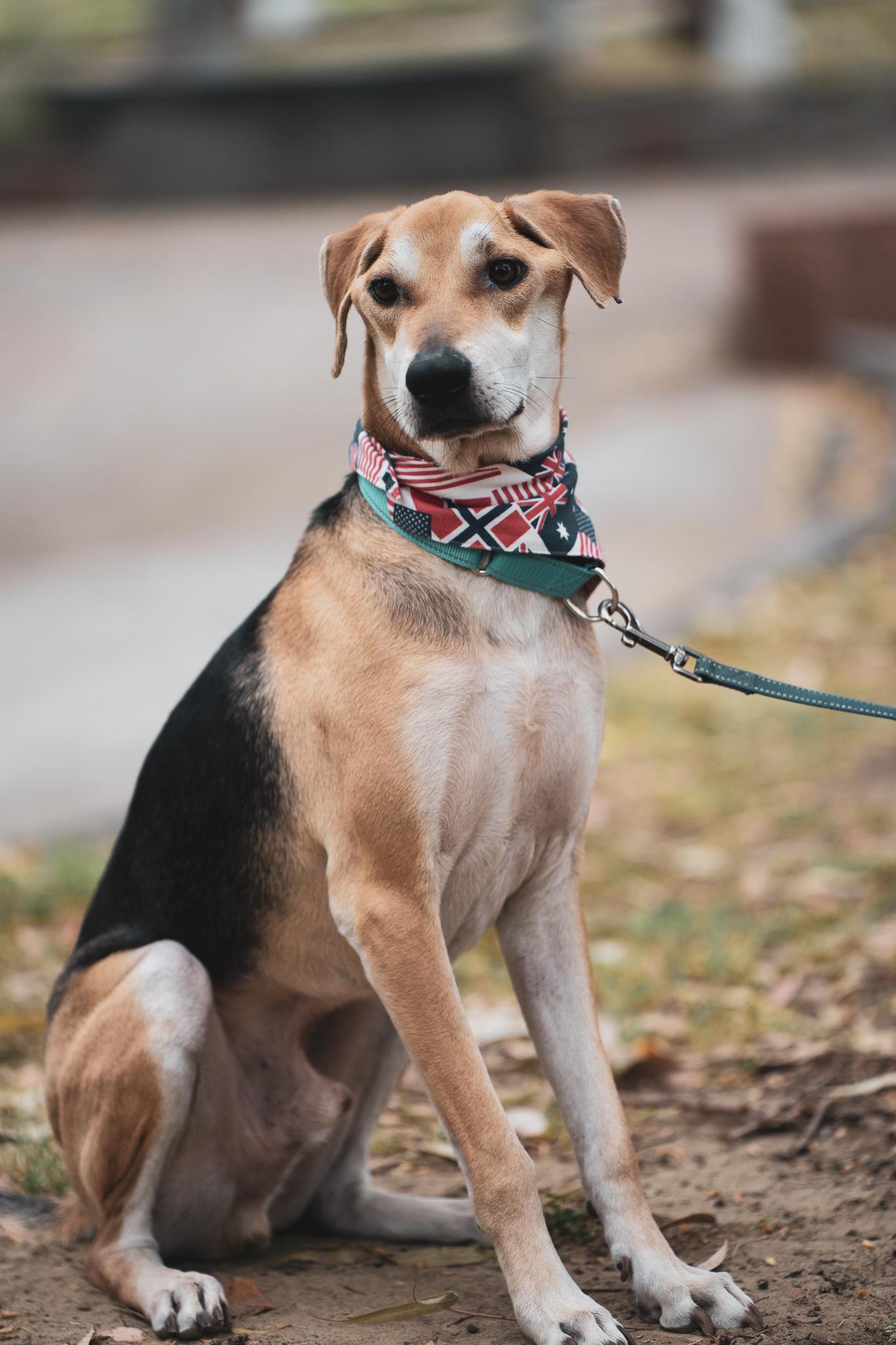 Enlarge LIFE, a Adoptable mixed breed in San Mateo, CA image 2/5
